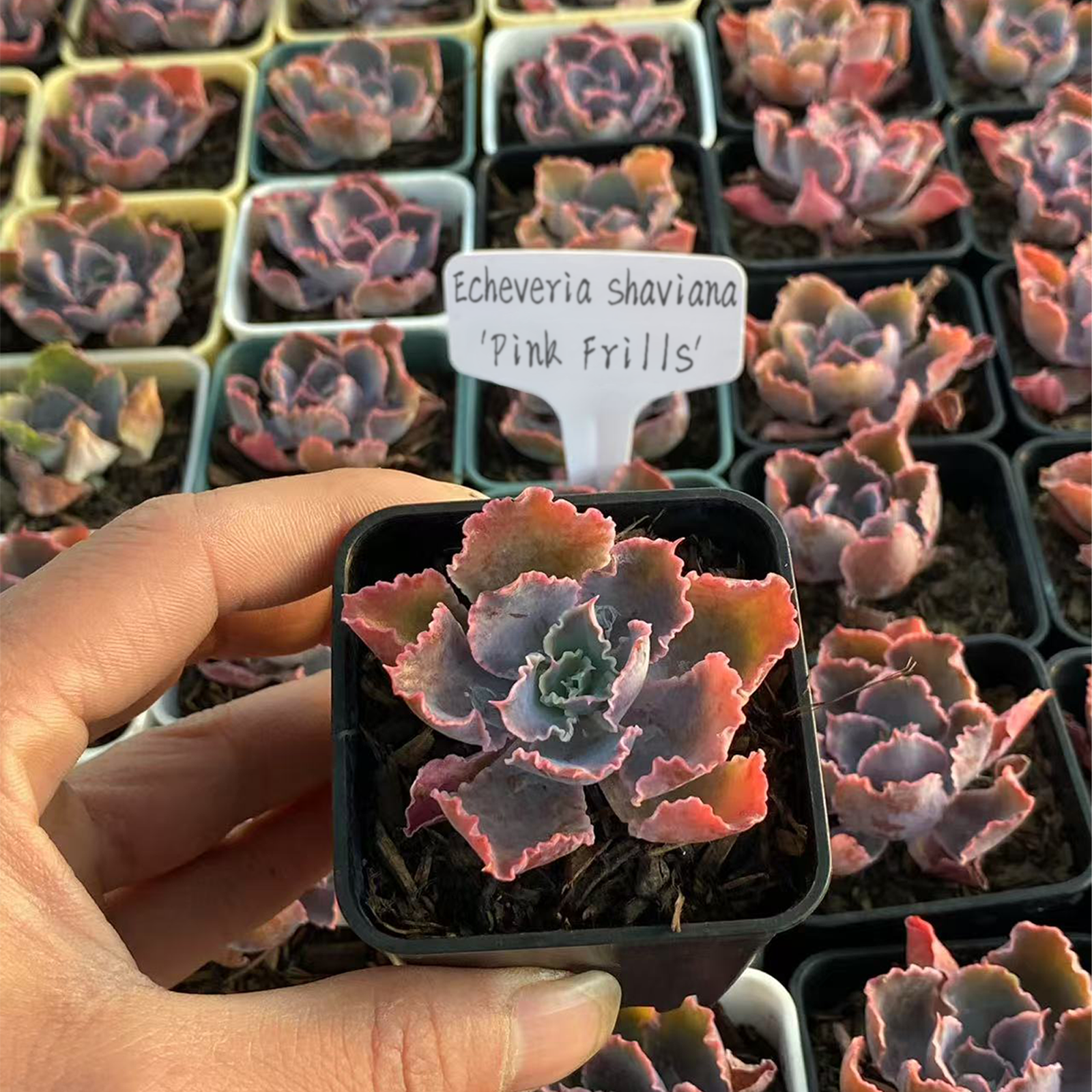 Echeveria shaviana 'Pink Frills', Live Mini Succulent Plants, Valentine's Day gifts and bouquets,Low Maintenance, Exceptional Colors & Textures-DUOROU