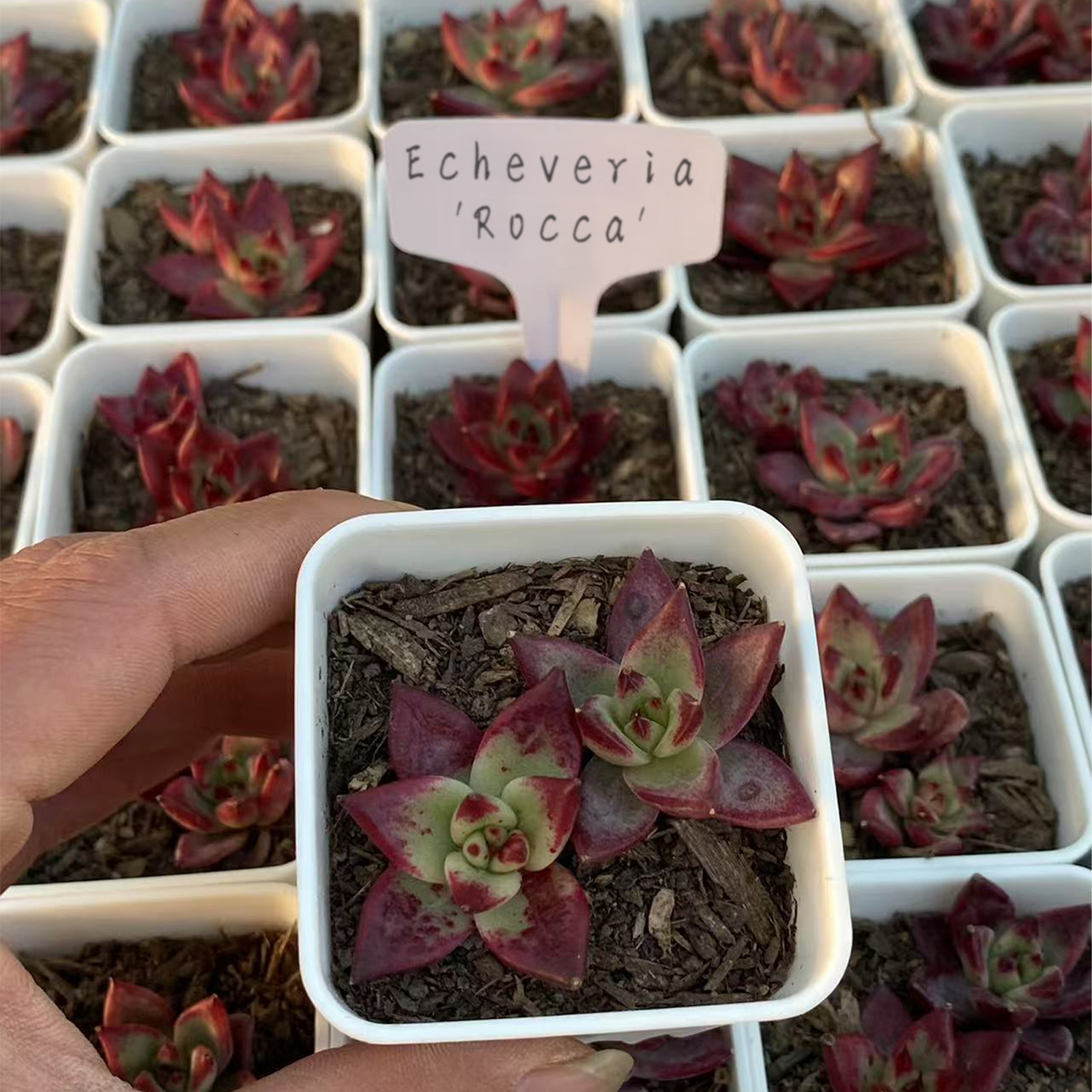 Echeveria Roca, Live Succulent Plant Rooted in a 2-inch pot,,Real Houseplant for Indoor Outdoor Home Office Wedding Decoration Party Favor-DUOROU