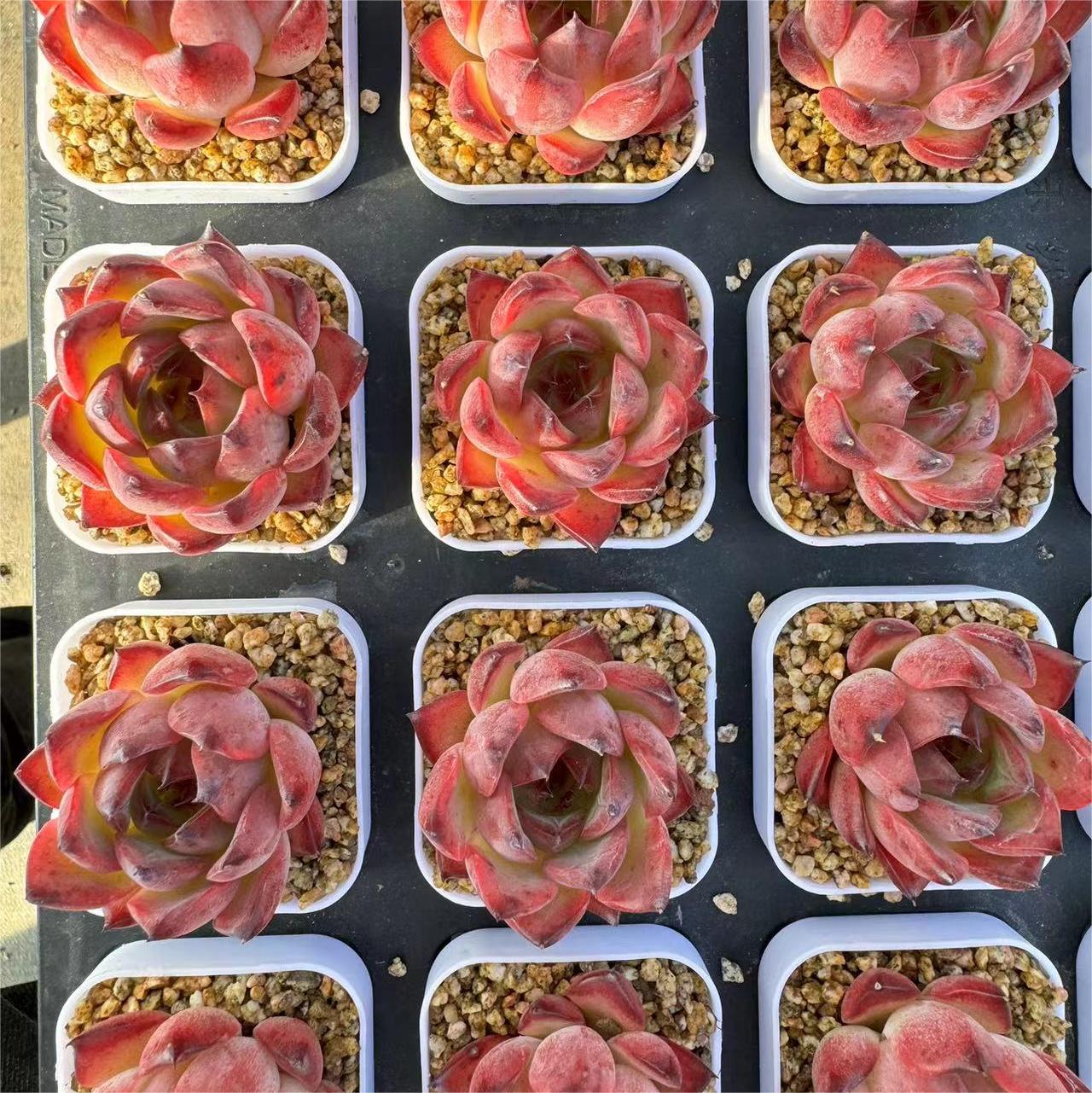 Echeveria 'Bonfire',Succulents Plants ,Rooted in a 2-inch pot ,Live House Plants, Cactus Plants Live Plants Indoor Plants Live Houseplants, Indoor Plant Succulents Live Plant House Plant by Plants for Pets-DUOROU