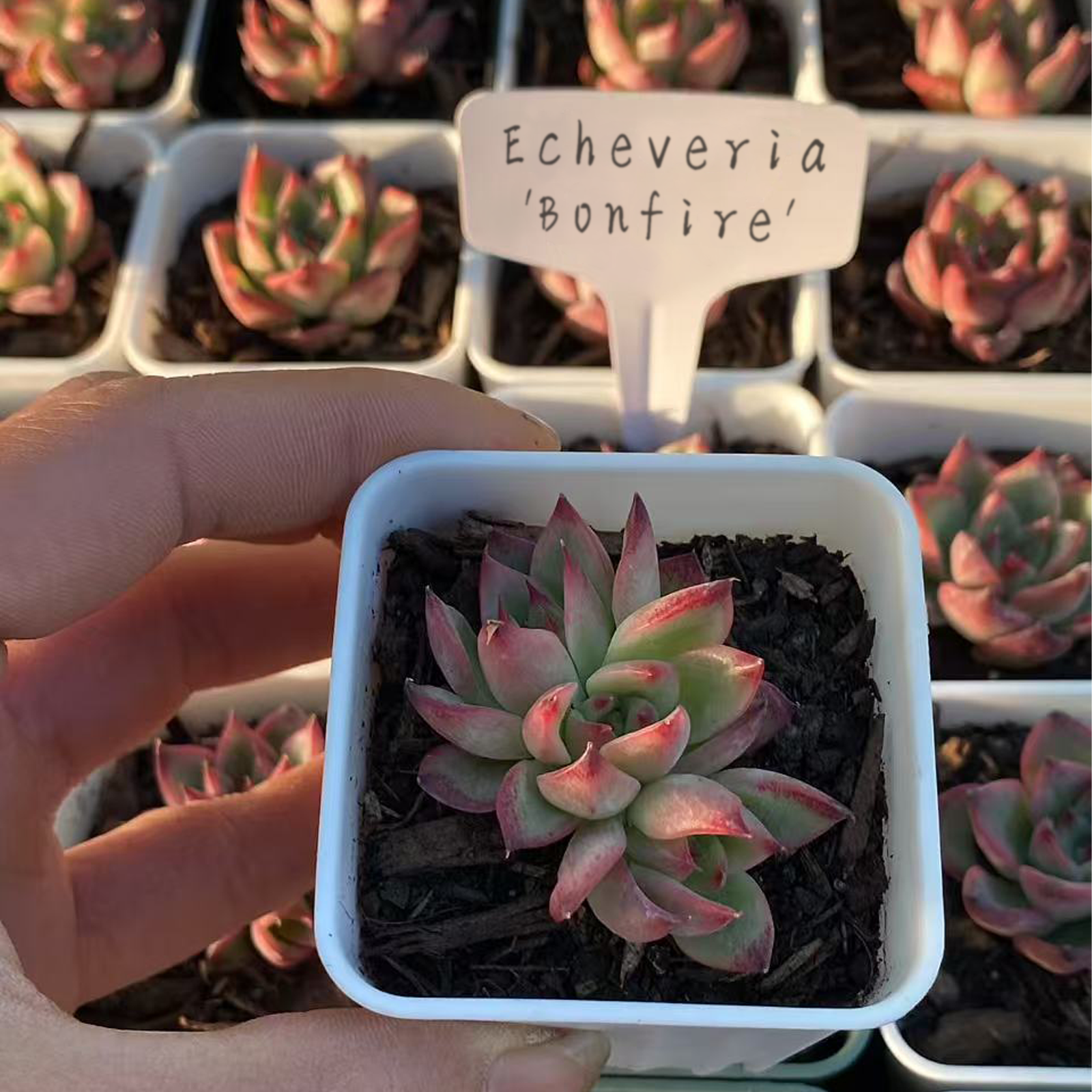 Echeveria 'Bonfire',Succulents Plants ,Rooted in a 2-inch pot ,Live House Plants, Cactus Plants Live Plants Indoor Plants Live Houseplants, Indoor Plant Succulents Live Plant House Plant by Plants for Pets-DUOROU