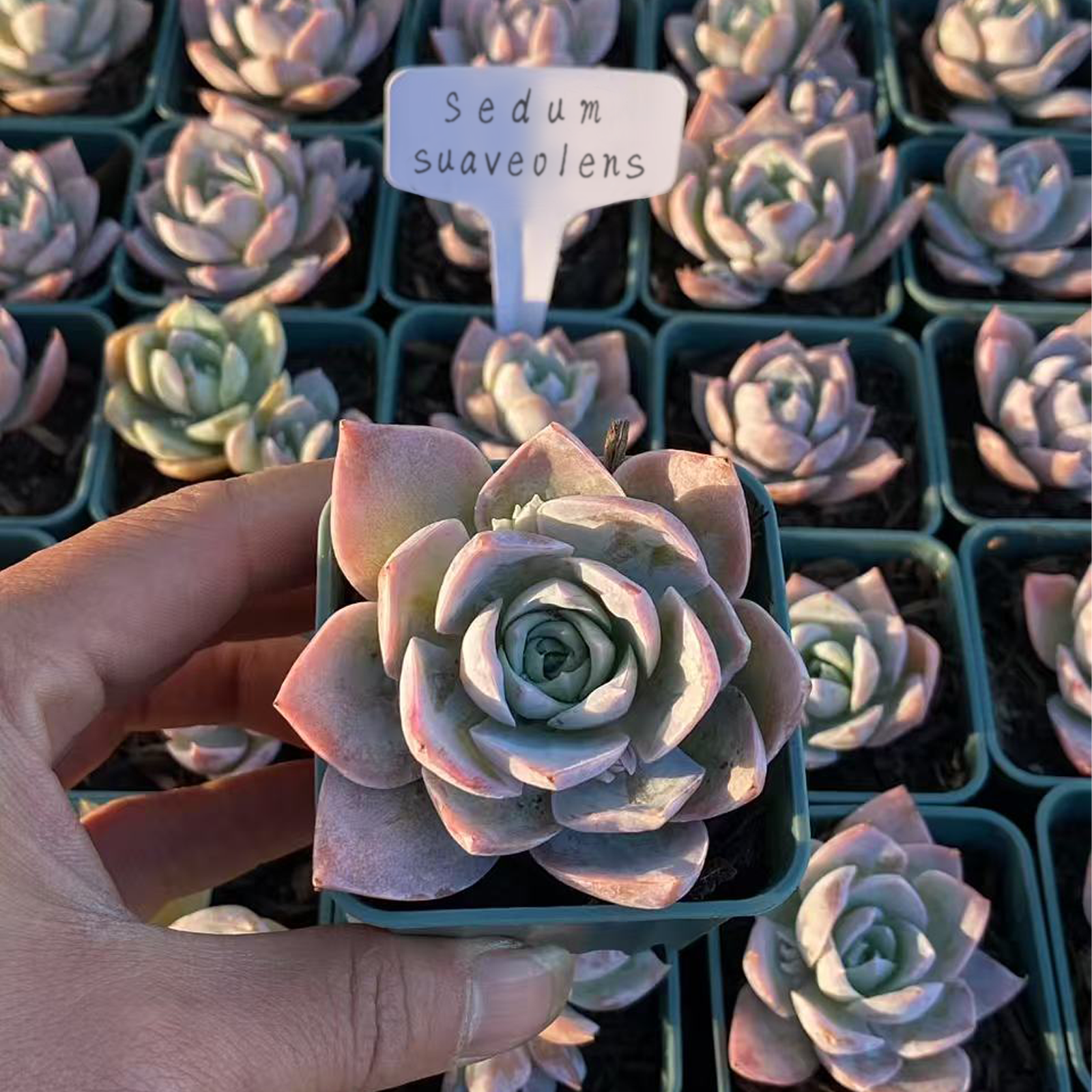 Sedum suaveolens,Live Succulent Plants Rooted in a 2-inch pot, Cute collection of mini succulent plants to inspire, gift, and decorate-DUOROU