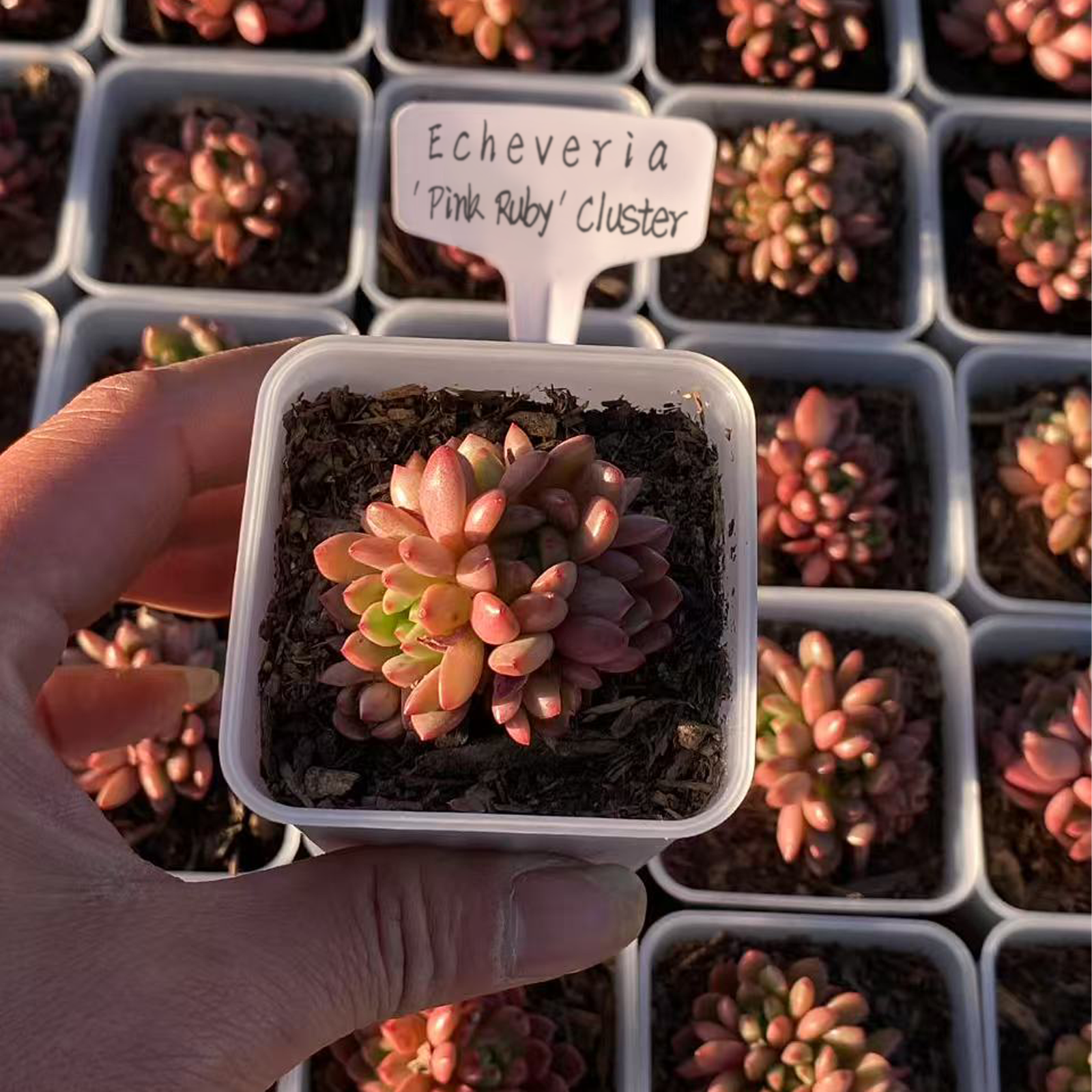 Rare Succulent Sedeveria Pink Ruby, Live Succulents Plants Fully Rooted  with Soil, Easy-Care House Plant for Home Office Decoration, Wedding Party Favor-DUOROU