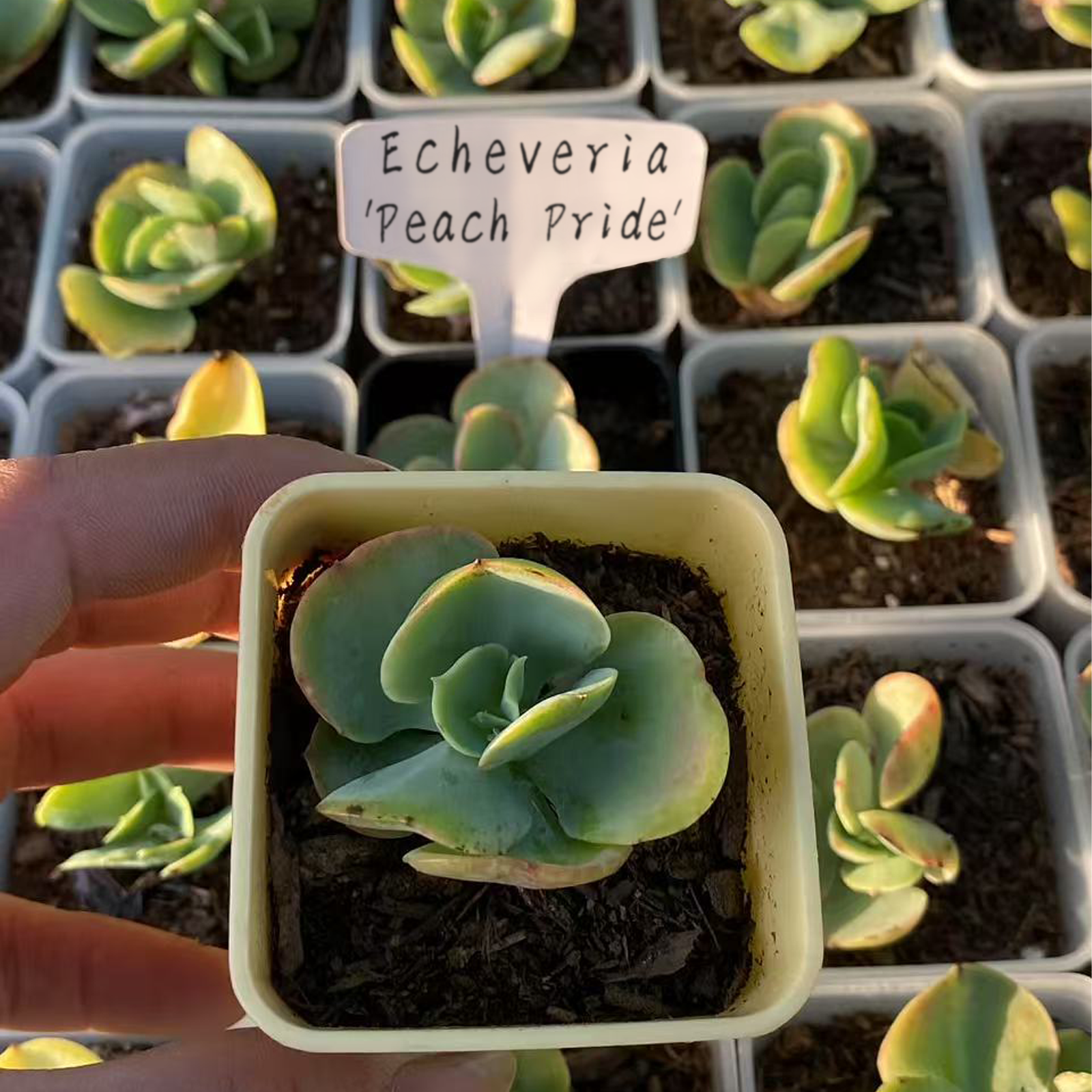 Echeveria 'Eggs and Peach',Succulents Plants Rooted  2-inch , Succulent Plants Live House Plants, Cactus Plants Live Plants Indoor Plants Live Houseplants, Indoor Plant Succulents Live Plant House Plant by Plants for Pets.-DUOROU