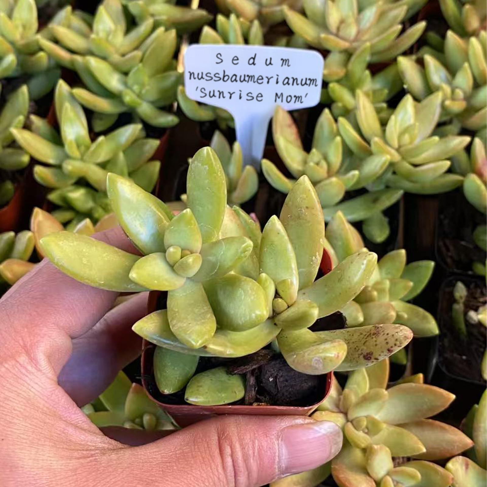 Sedum Adolphi 'Firestorm', Live Succulents Plants Rooted in a 2-inch pot, Easy-Care House Plants for DIY, Home Office Decoration, Wedding Party Favor-DUOROU