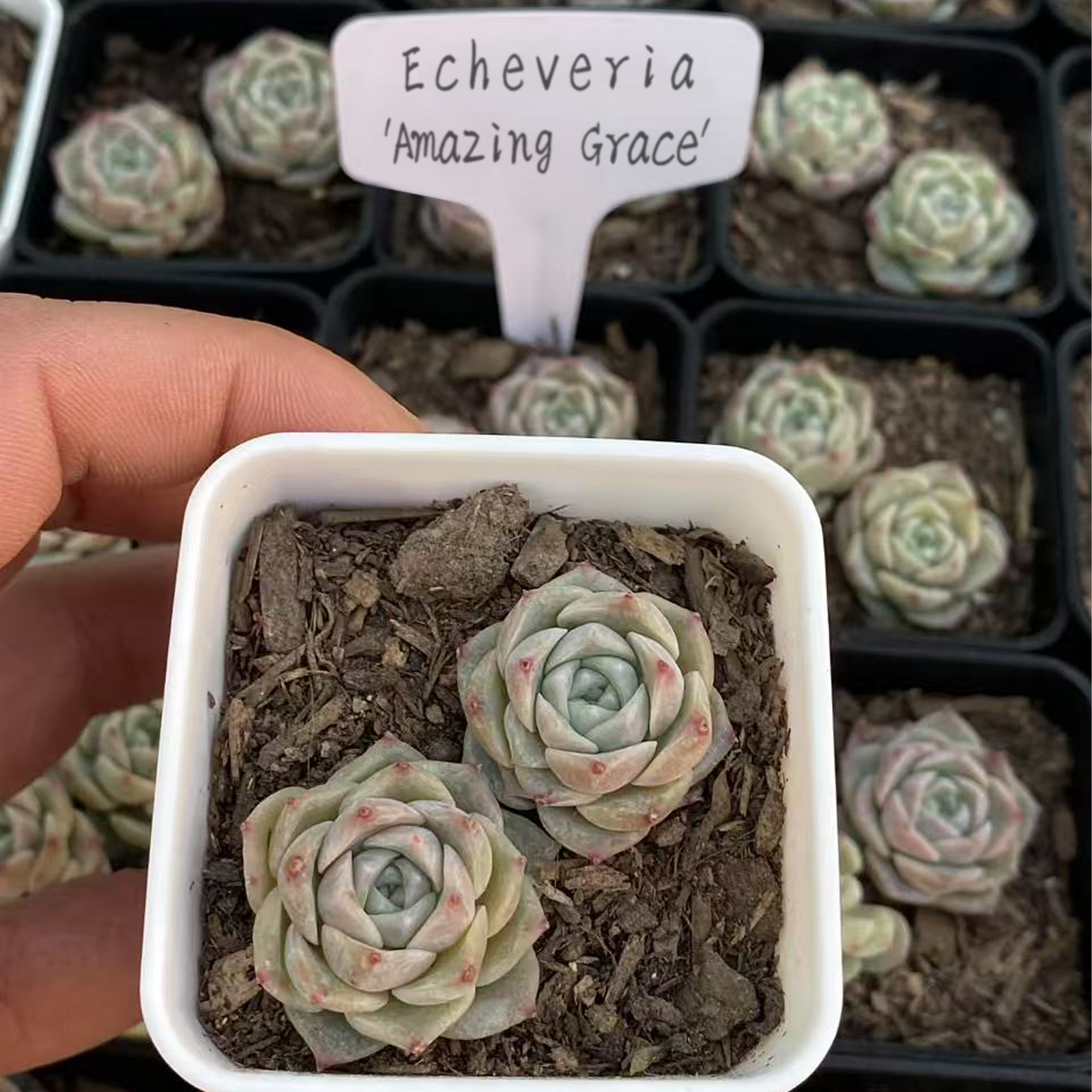 Echeveria 'Amazing Grace', Live Succulent Plant Rooted  2-inch 
, Real Houseplant for Indoor Outdoor Home Office Wedding Decoration Party Favor-DUOROU