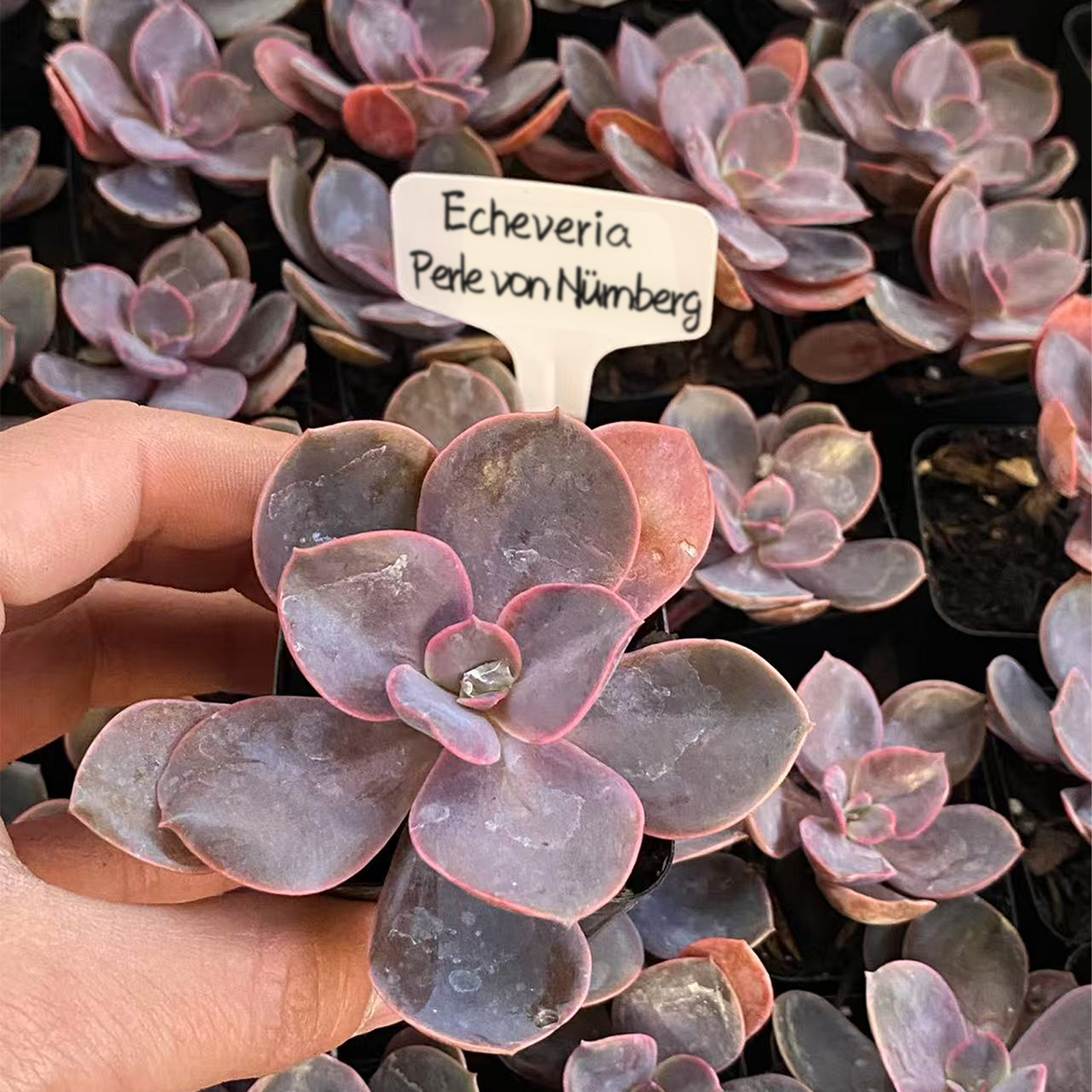 Sprout N Green Echeveria 'Perle von Nürnberg', Live Succulent Fully Rooted in 4 inch Nursery Planter Pots, House Plant for Home Office Wedding Decoration DIY Projects Party Favor-DUOROU
