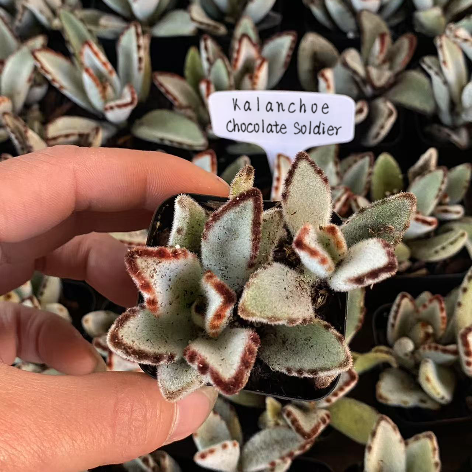 Live Succulent 'Echeveria Melaco', Rare Succulent Plant Rooted in a 2-inch pot, Unique House Plant for DIY, Party Favor, Home Office Decoration-DUOROU