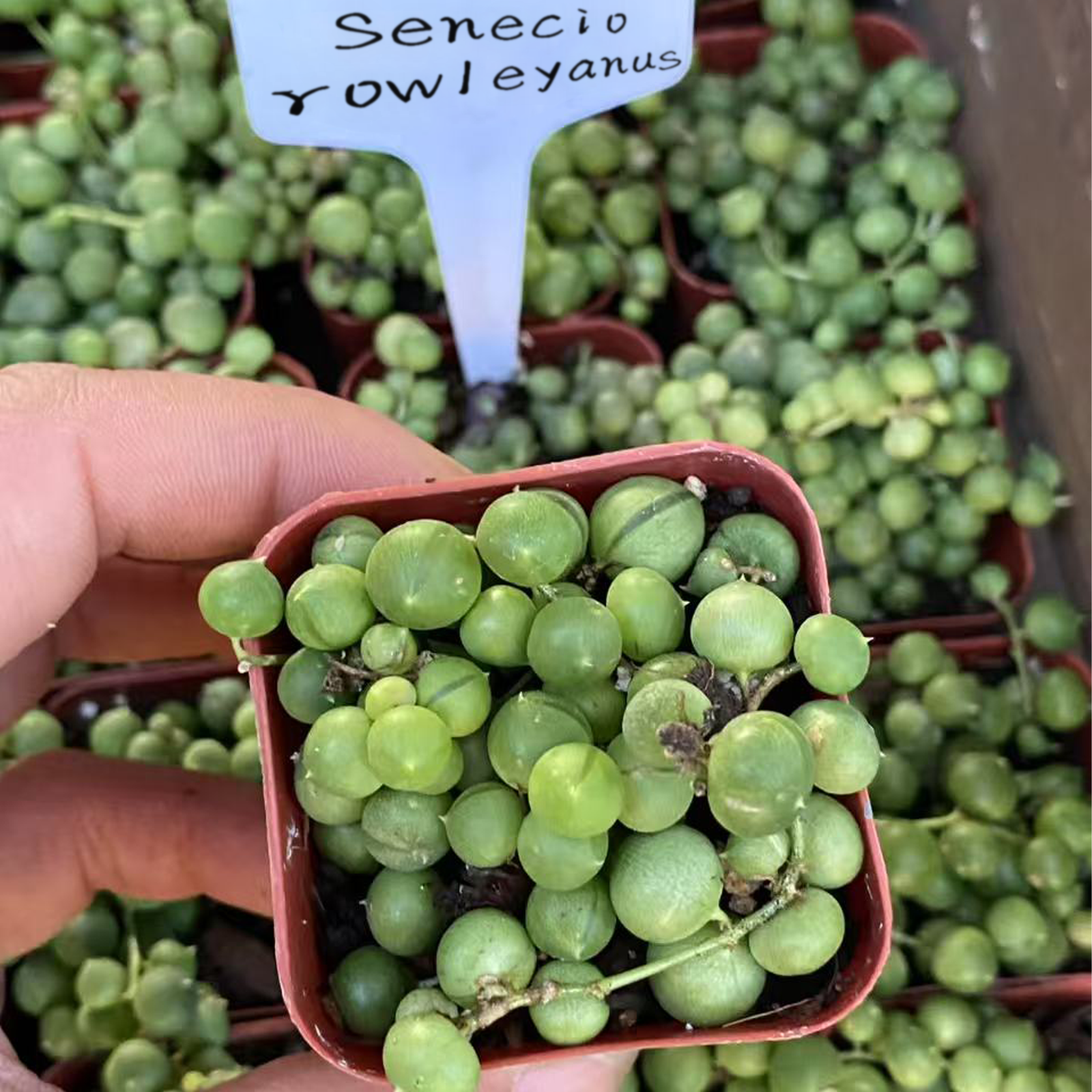 String of Pearls Senecio Rowleyanus,Live succulent Rooted in a 2-inch pot - Best Trailing & Climbing Indoor Plant - Indoor Plant for Home Office-DUOROU