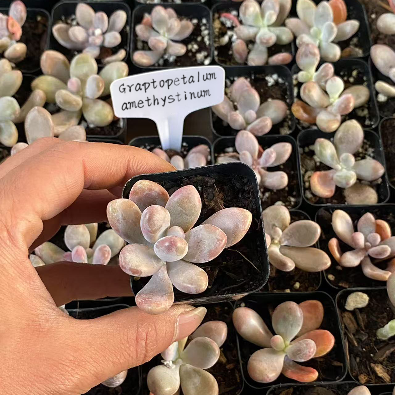 Pachyphytum oviferum & Pink Moonstone Succulents, Rare Smal
ndoor House Plants for Home Garden
Wedding Decor Party Favor.-DUOROU