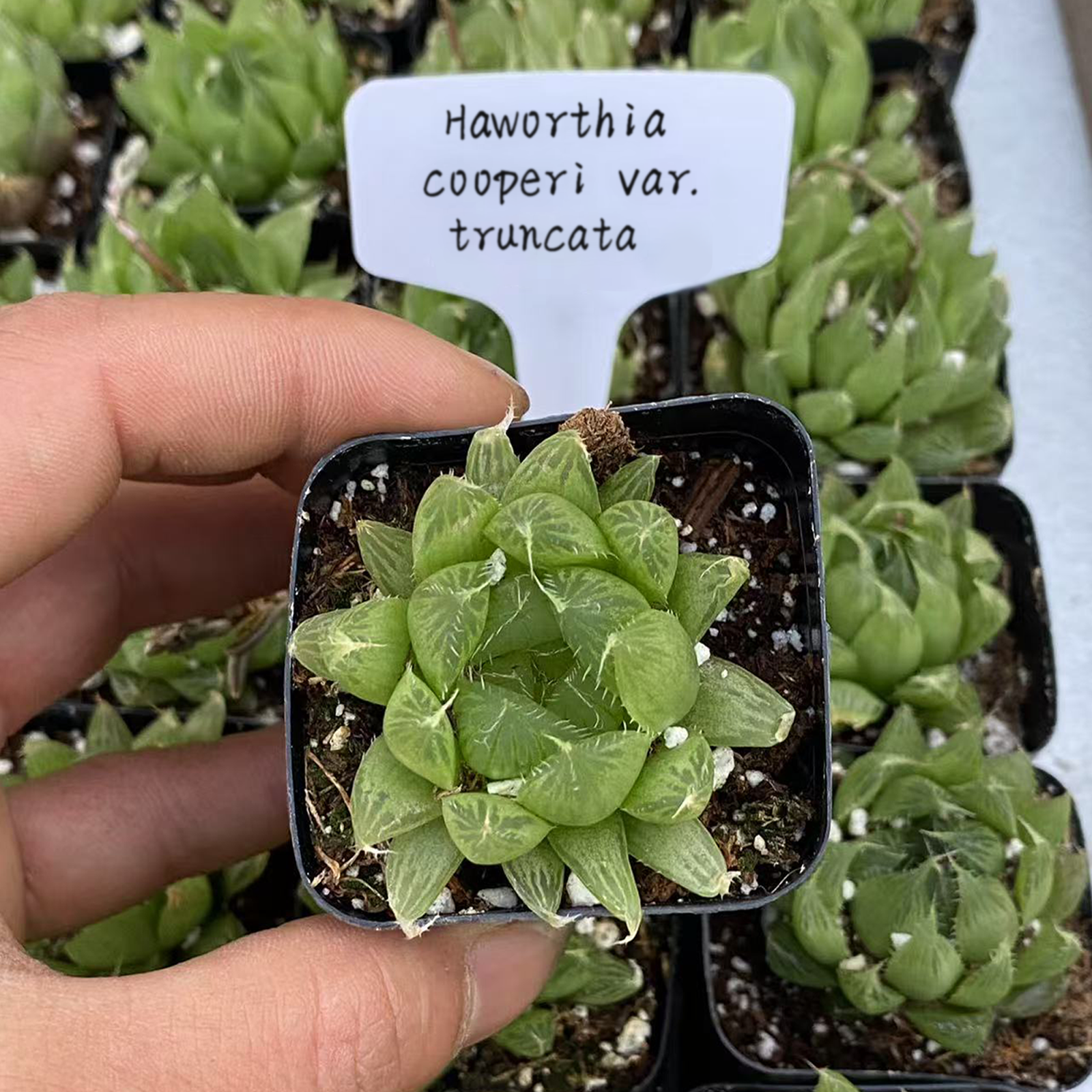 Haworthia cooperi var. Picturata, Live Succulent Plants Rooted in a 2-inch pot, Cute collection of mini succulent plants to inspire, gift, and decorate.Home garden plant, easy to grow.-DUOROU