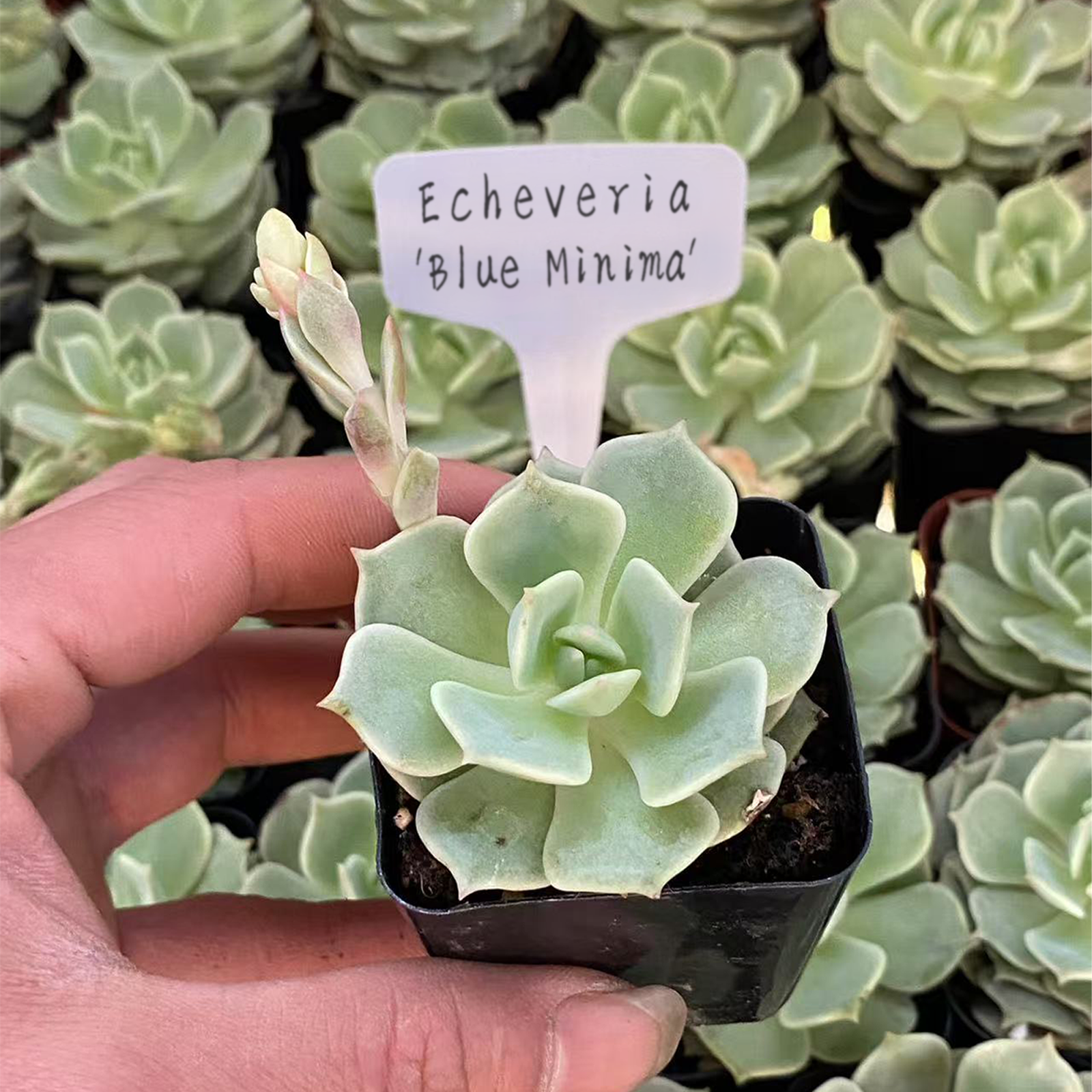 Echeveria 'Blue Minima', Live Succulent Rooted in a 2-inch pot.Cute succulent plants, Cute collection of mini succulent plants to inspire, gift, and decorate.-DUOROU