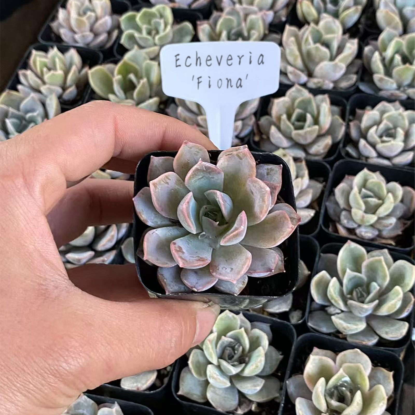 Echeveria Fiona, Live succulent plants Rooted in a 2-inch pot, perfect for gifts, home decoration plants, easy to grow.Beautiful ornamental plants, Housewarming Gifts, Guest Housewarming Gifts, Christmas Decorations-DUOROU