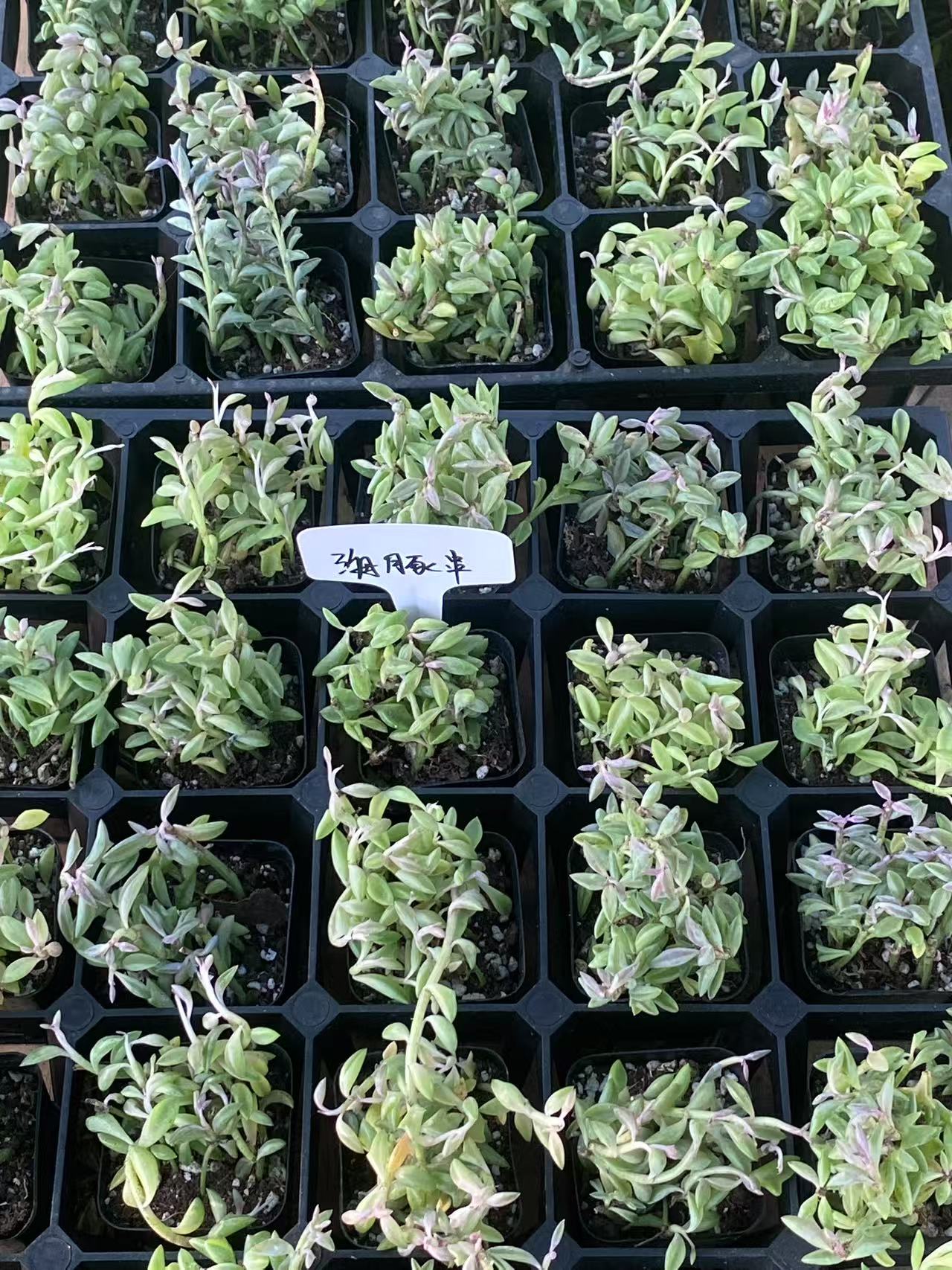 String of Dolphins in 2 inch Nursery Planter, Live Succulent Plant Fully Rooted in Pots with Soil, Rare House Plant for Home Office Wedding Decoration DIY Projects Party-DUOROU