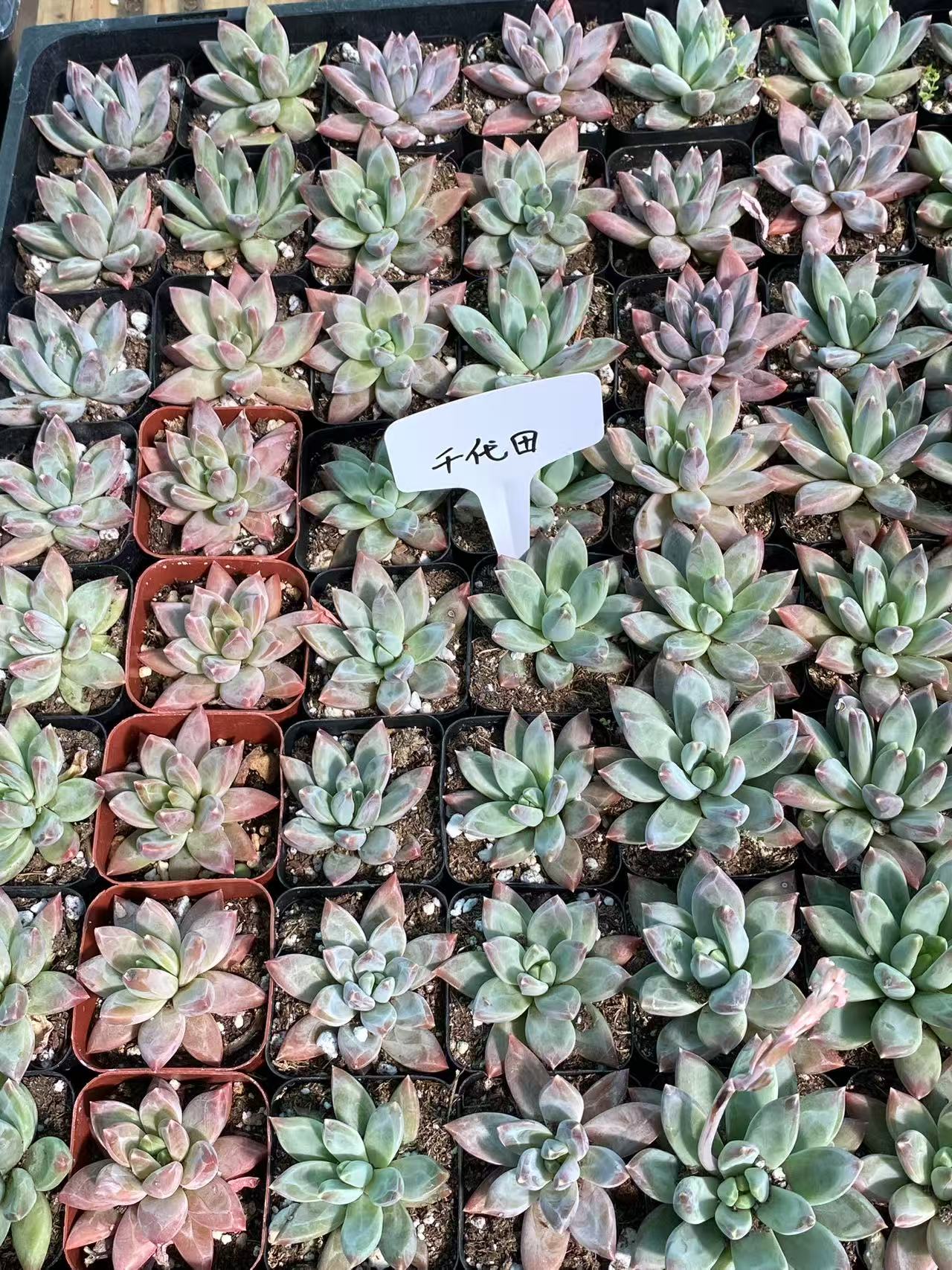 Pachyphytum compactum 'Little Jewel'Live Succulent Plants Rooted in a 2-inch pot with Soil Mix, Real House Plant for Indoor Outdoor Home Office Wedding Decoration Party Favor-DUOROU