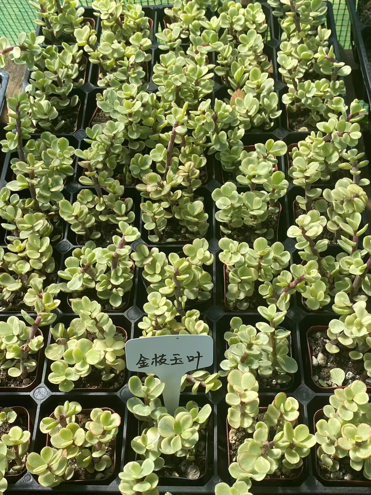 Portulacaria afra Succulents Rooted in 2-inch ,Home decor plants,Indoor succulents,Perfect gift choice,Must-have for plant lovers-DUOROU