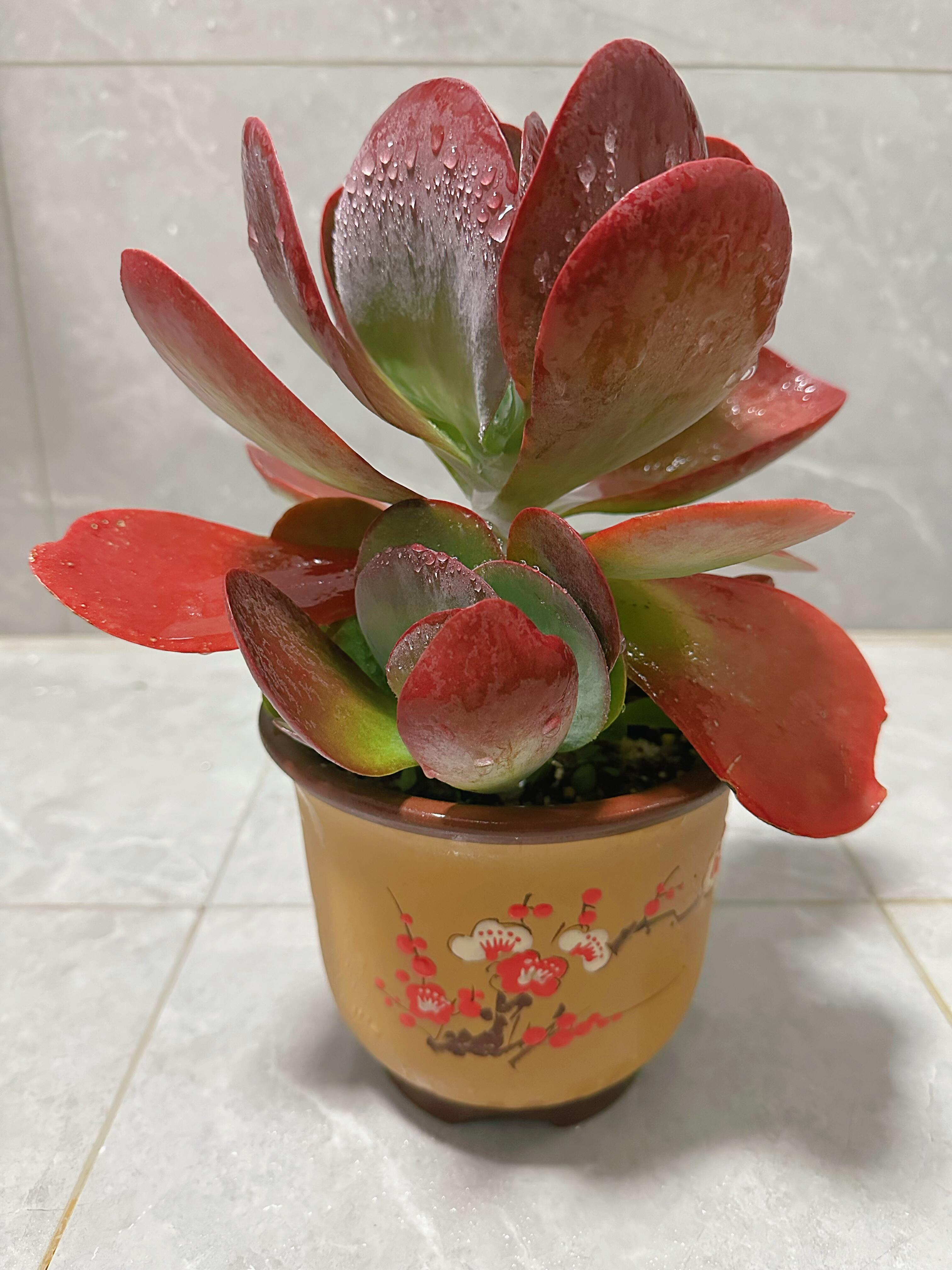 Queen of the Sun Succulent, Rare Fully Rooted Live Plant, Easy Care, Indoor Outdoor Decor, Wedding DIY Party Favor, Drought-Tolerant Gift for Home or Office-DUOROU