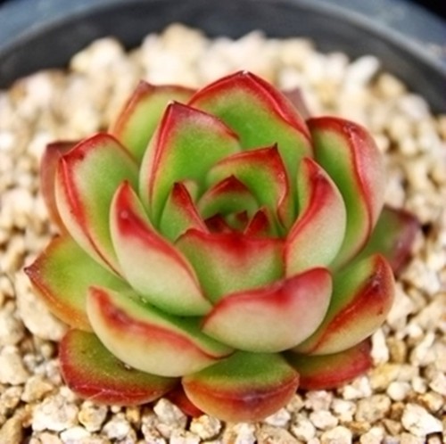 Echeveria 'Puli-lindsayana' Mini Succulent, Live Plant in Nursery Pot, Low Care Houseplant, Gift for Holidays, Valentine, Baby/Bridal Shower, Home Decor or Office-DUOROU
