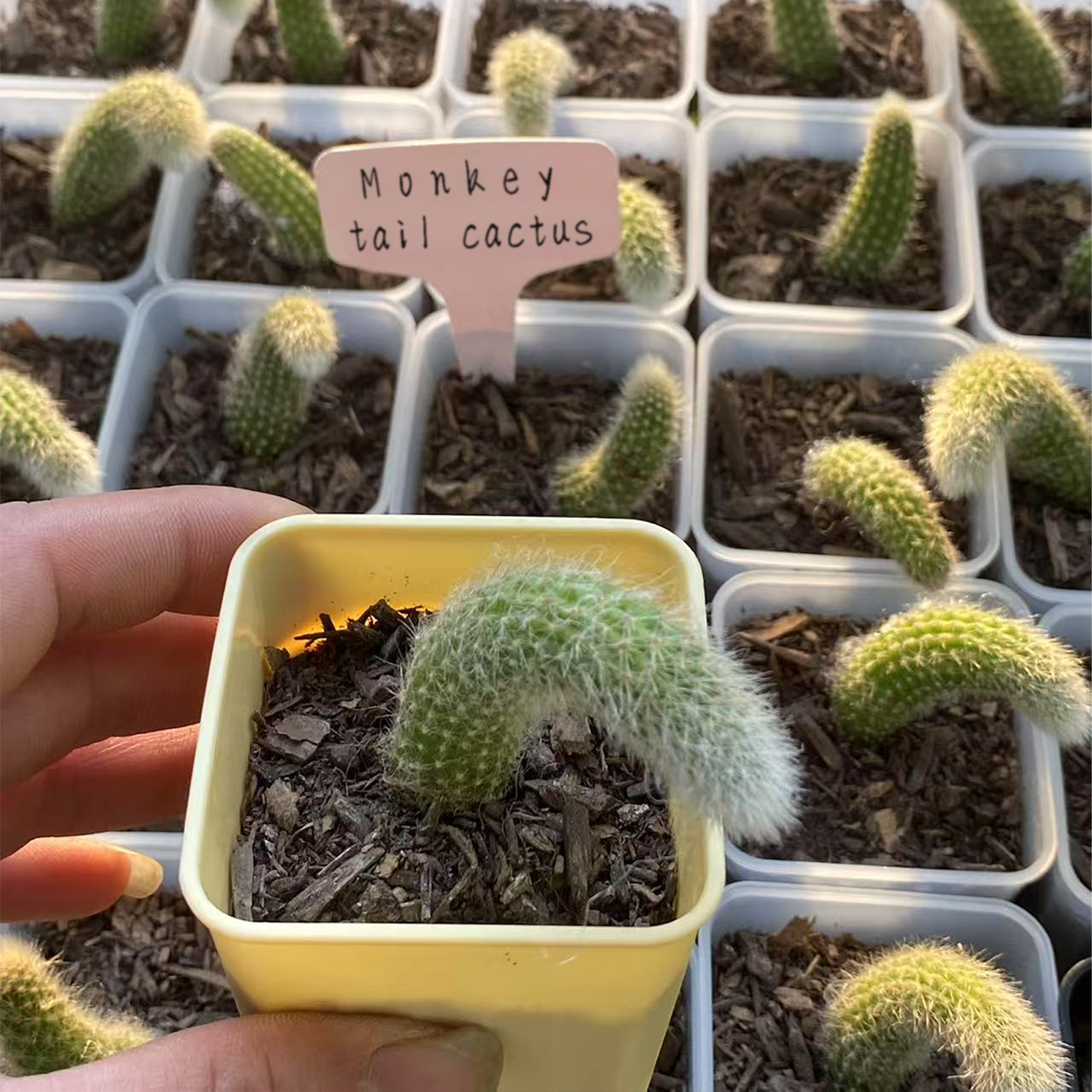 Monkey Tail Cactus Live Succulent, Rooted 2-Inch Pot, Indoor Houseplant Gift, Funny Coworker, Office, Farewell, Inspirational or Thank You Present, Easy to Grow-DUOROU