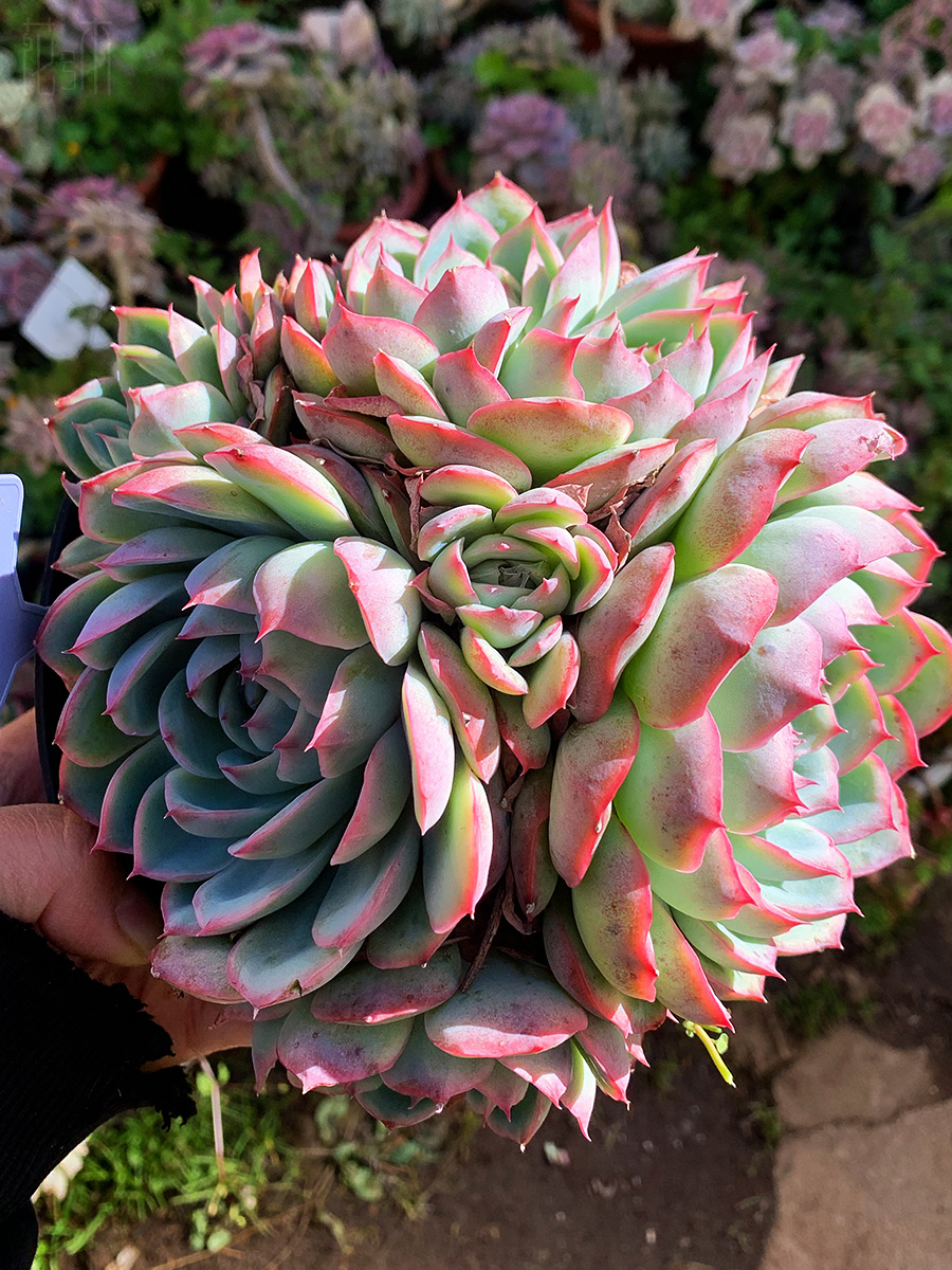 Echeveria 'Silhouette'
Live Succulent Echeveria 'Silhouette', Rooted in a 2-inch pot Rare Succulents Plants Easy-Care House Plant for Home Office Decoration, Wedding Party Favor Gift-DUOROU