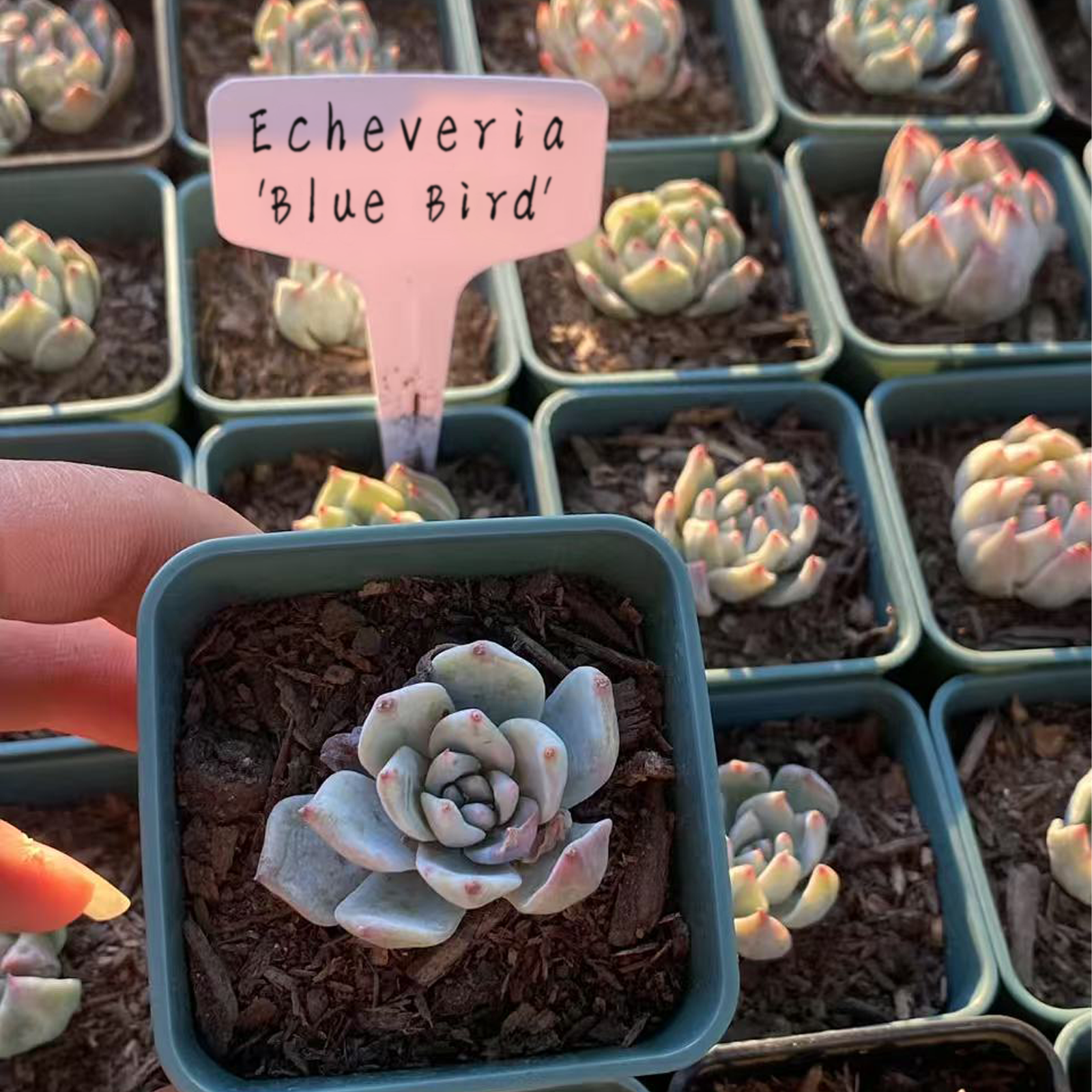 Echeveria 'Blue Bird', Rare Live Succulent Plant Fully Rooted in 4" Planter with Soil, Home Office Indoor Outdoor Wedding Decoration DIY Projects Party Favor-DUOROU