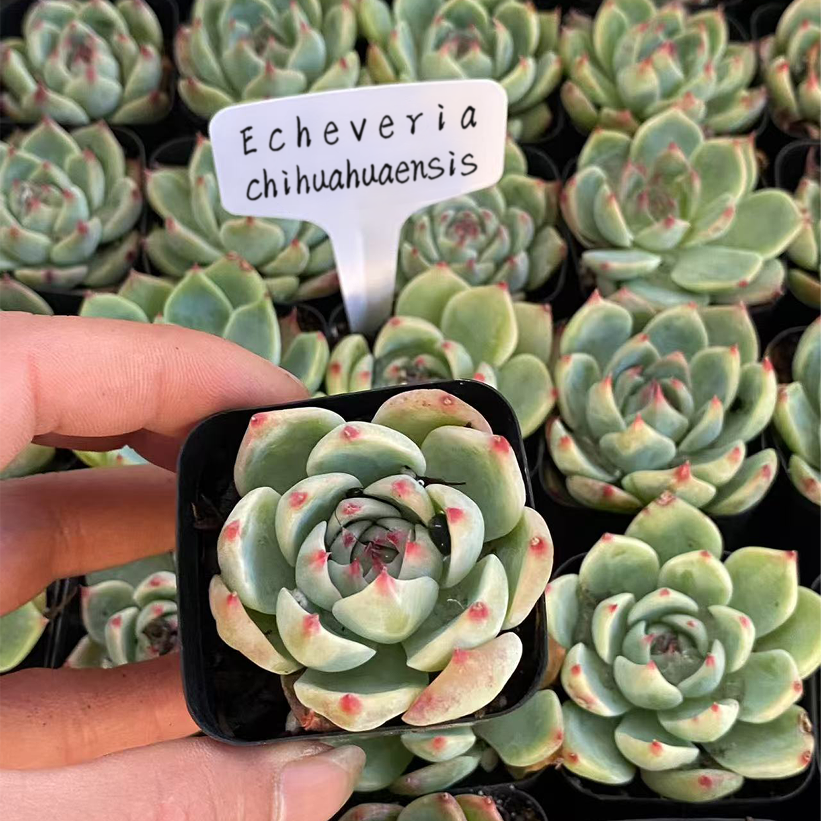 Echeveria Chihuahuaensis, Mini Live Succulent Fully Rooted in Pot, House Plant for Indoor Outdoor Home Office Wedding Decoration Party Favor-DUOROU