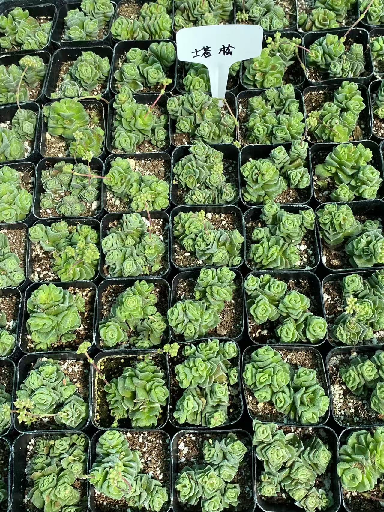 Crassula 'Dorothy' ,Live succuelnt Rooted in a 2-inch pot
, Home decor plants,Indoor succulents,Perfect gift choice,Must-have for plant lovers.-DUOROU