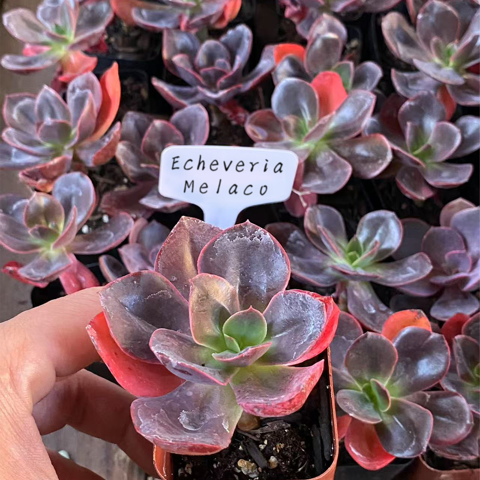 Live Succulent 'Echeveria Melaco', Rare Succulent Plant Rooted in a 2-inch pot, Unique House Plant for DIY, Party Favor, Home Office Decoration-DUOROU