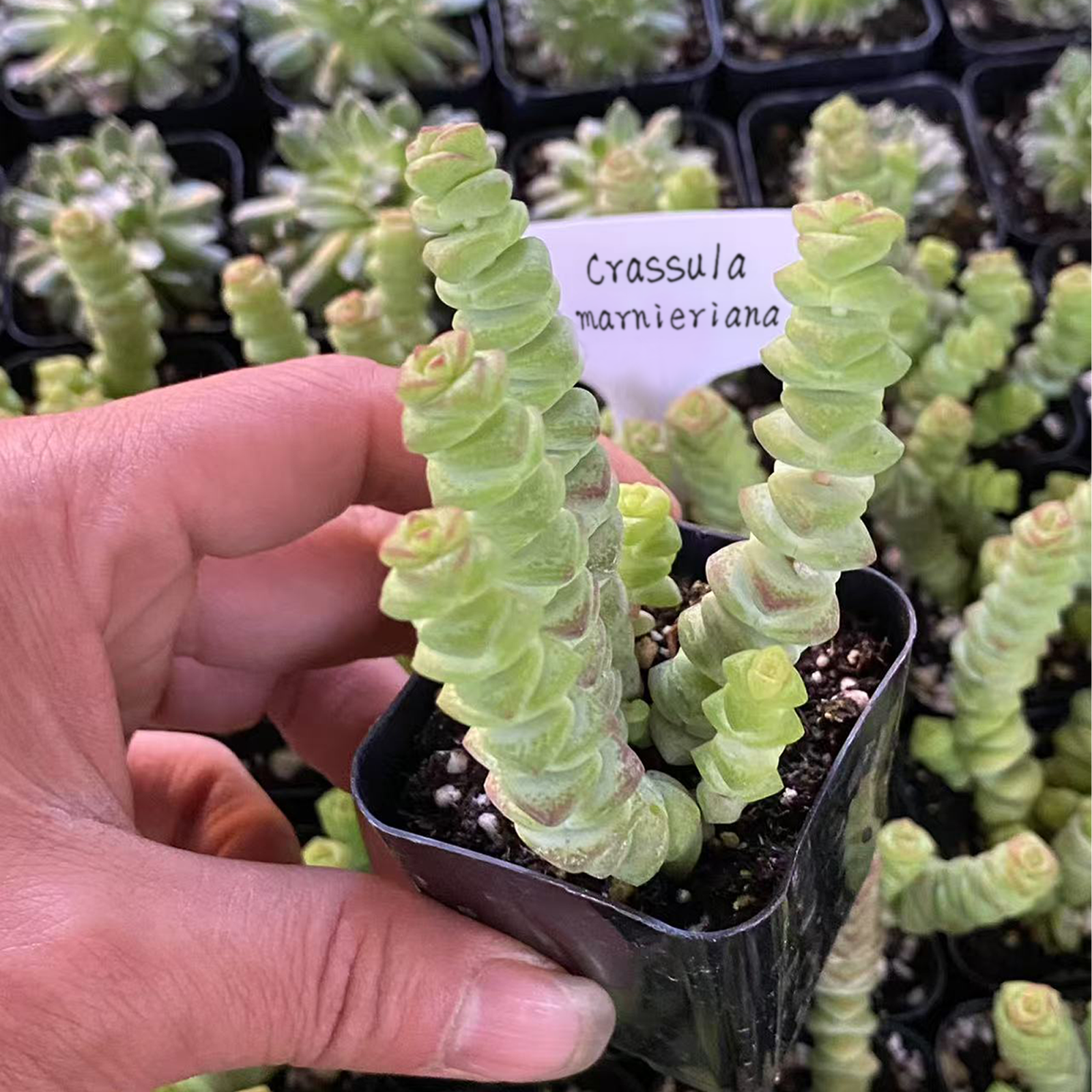 Crassula marnieriana,  Live Trailing Succulent 
Rooted in a 2-inch pot with Soil Mix, Rare House Plant for Home Office Wedding Hanging Decoration, DIY Projects, Party Favor Gift by Fatplants-DUOROU