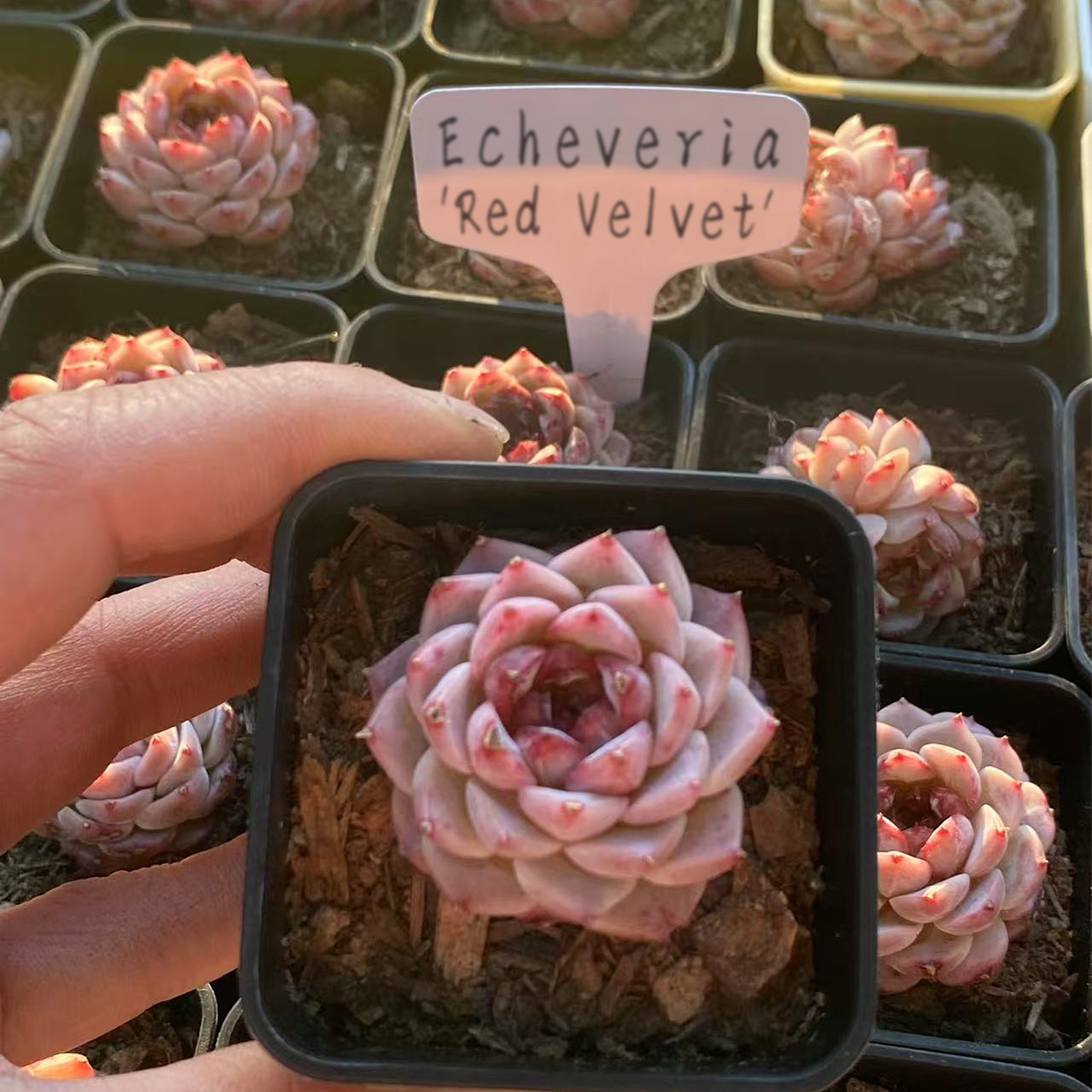Echeveria 'Red Velvet' Sugar Heart, Rare Live Succulent Plant Rooted in a 2-inch pot ,Home Office Indoor Outdoor Wedding Decoration DIY Projects Party Favor-DUOROU