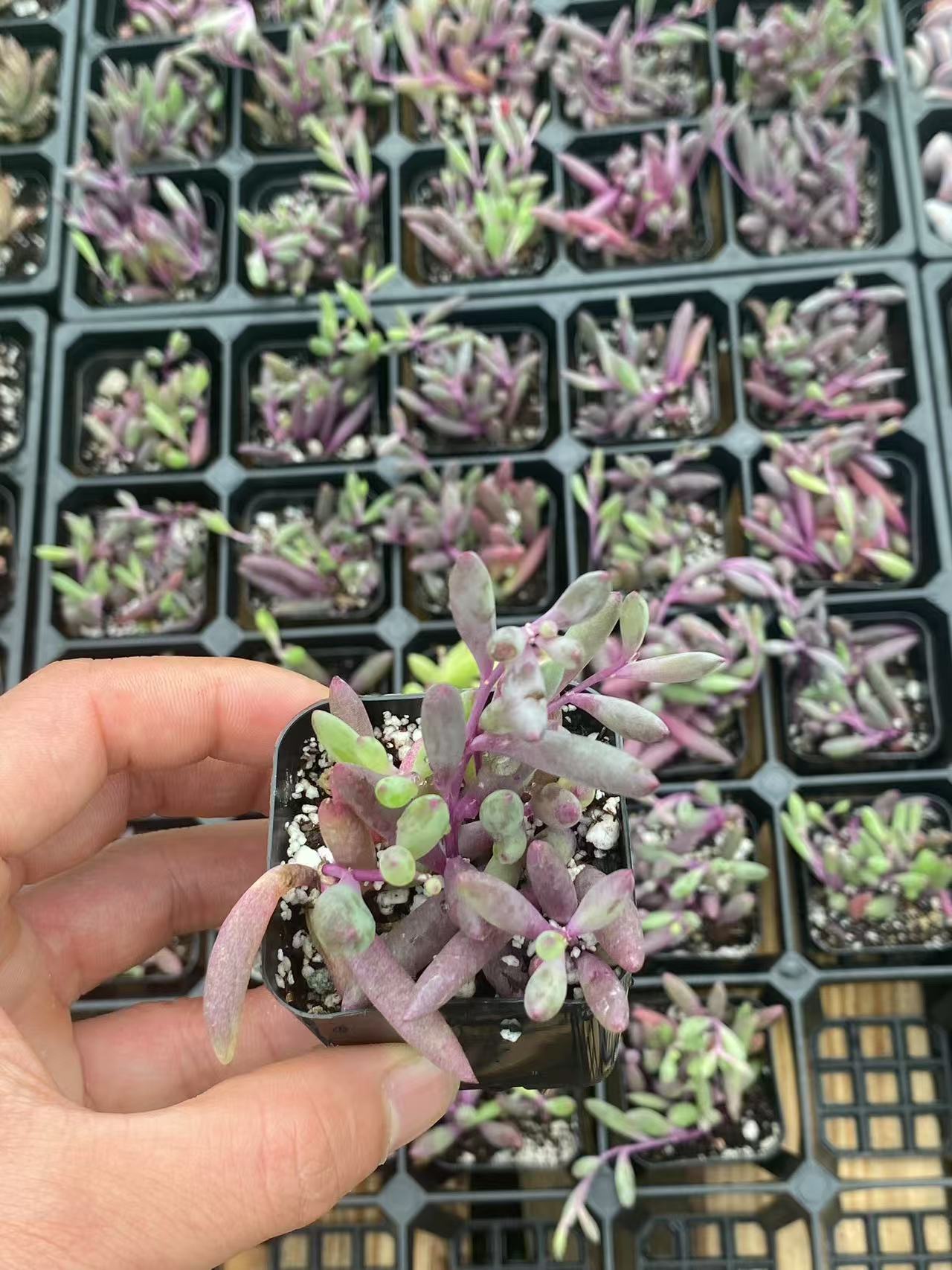 String of Ruby's Necklace,Live Succulent Rooted in a 2-inch pot, House Plant for Home Office Decoration, DIY Projects, Party Favor Gift-DUOROU