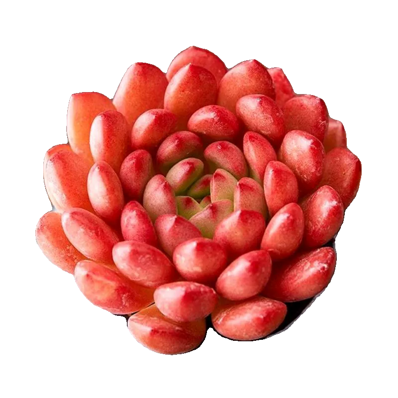 Rare Succulent Sedeveria Pink Ruby, Live Succulents Plants Fully Rooted  with Soil, Easy-Care House Plant for Home Office Decoration, Wedding Party Favor-DUOROU
