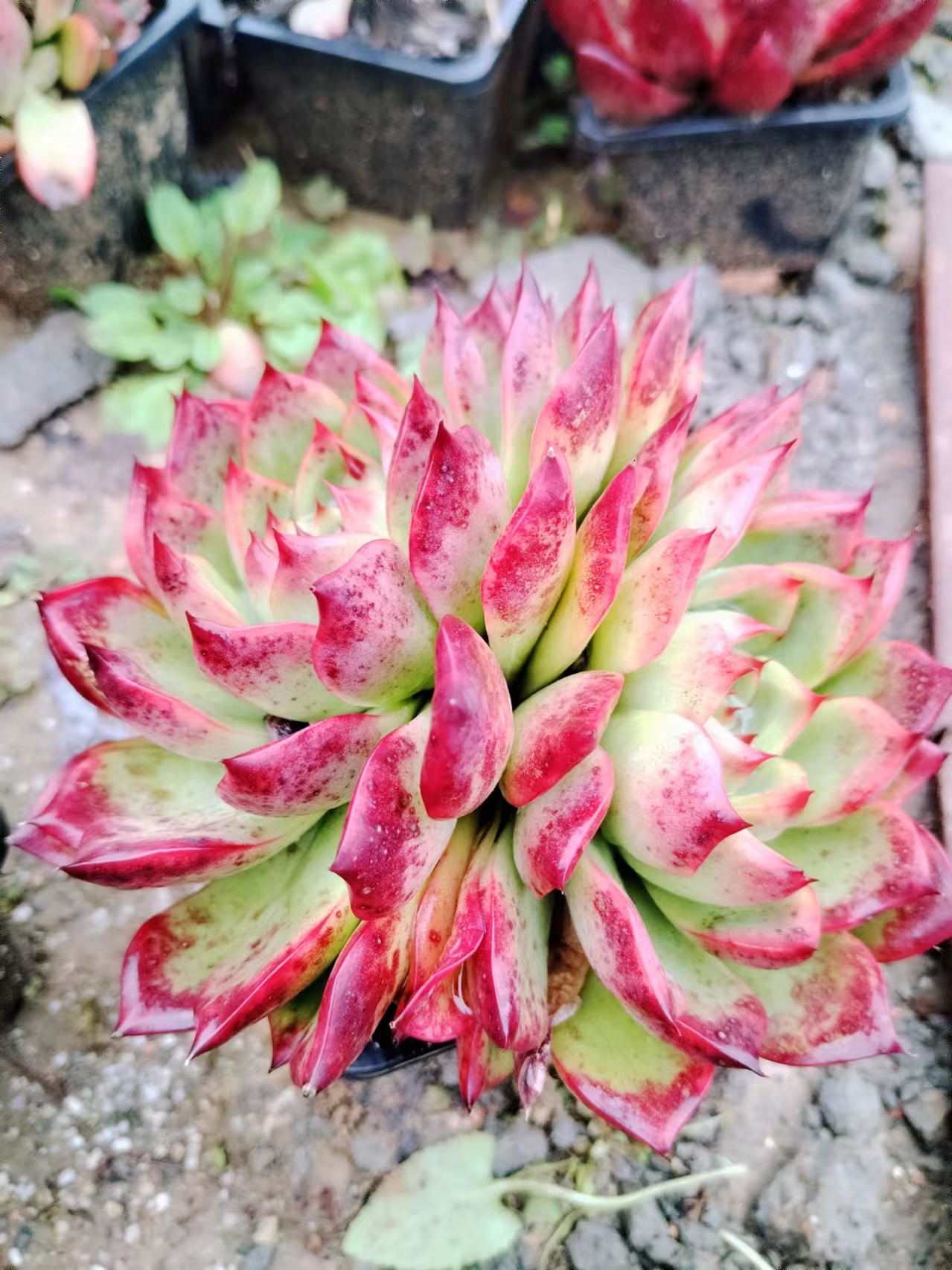 Echeveria 'Bonfire',Succulents Plants ,Rooted in a 2-inch pot ,Live House Plants, Cactus Plants Live Plants Indoor Plants Live Houseplants, Indoor Plant Succulents Live Plant House Plant by Plants for Pets-DUOROU