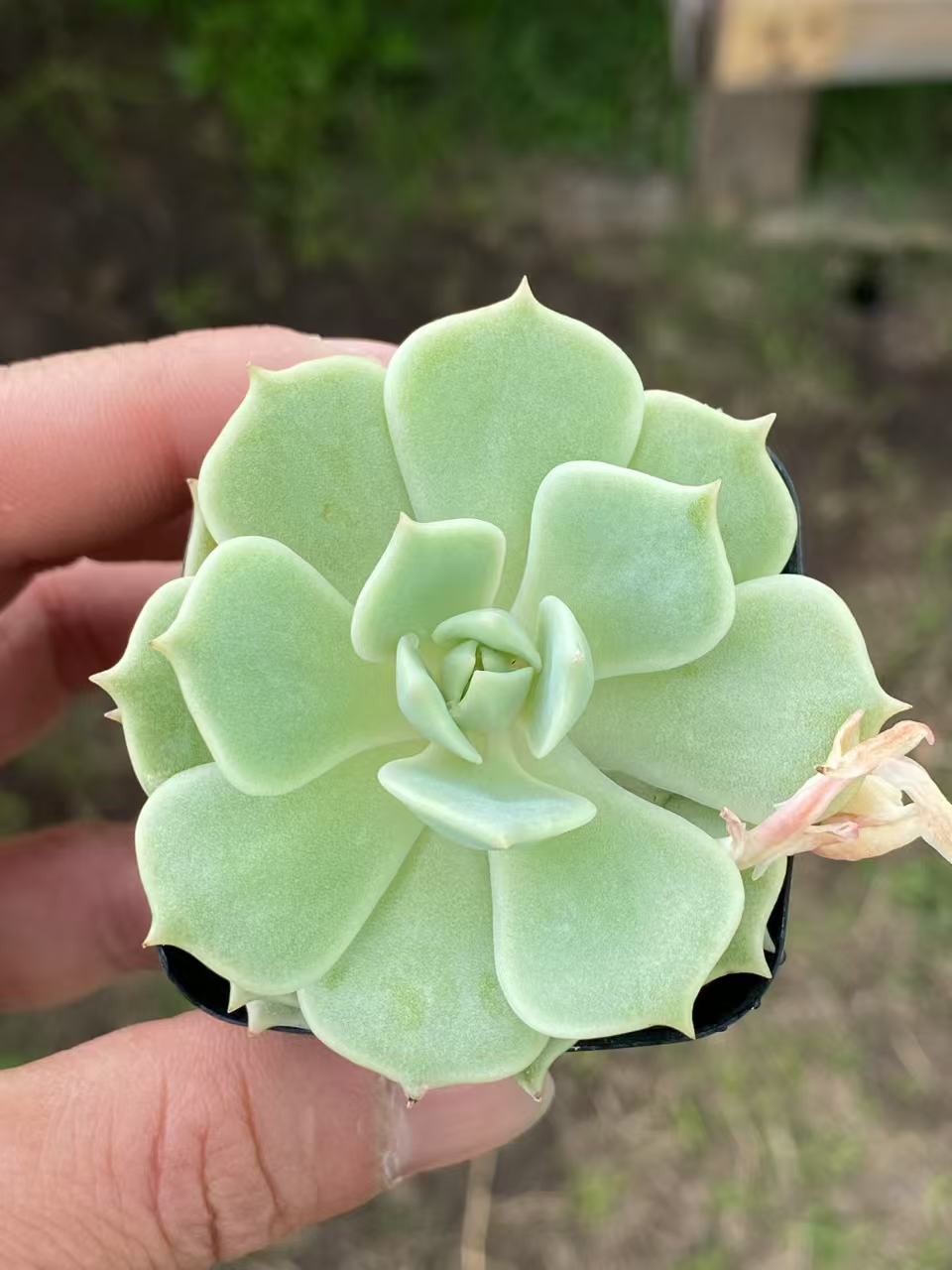 Echeveria 'Blue Minima', Live Succulent Rooted in a 2-inch pot.Cute succulent plants, Cute collection of mini succulent plants to inspire, gift, and decorate.-DUOROU
