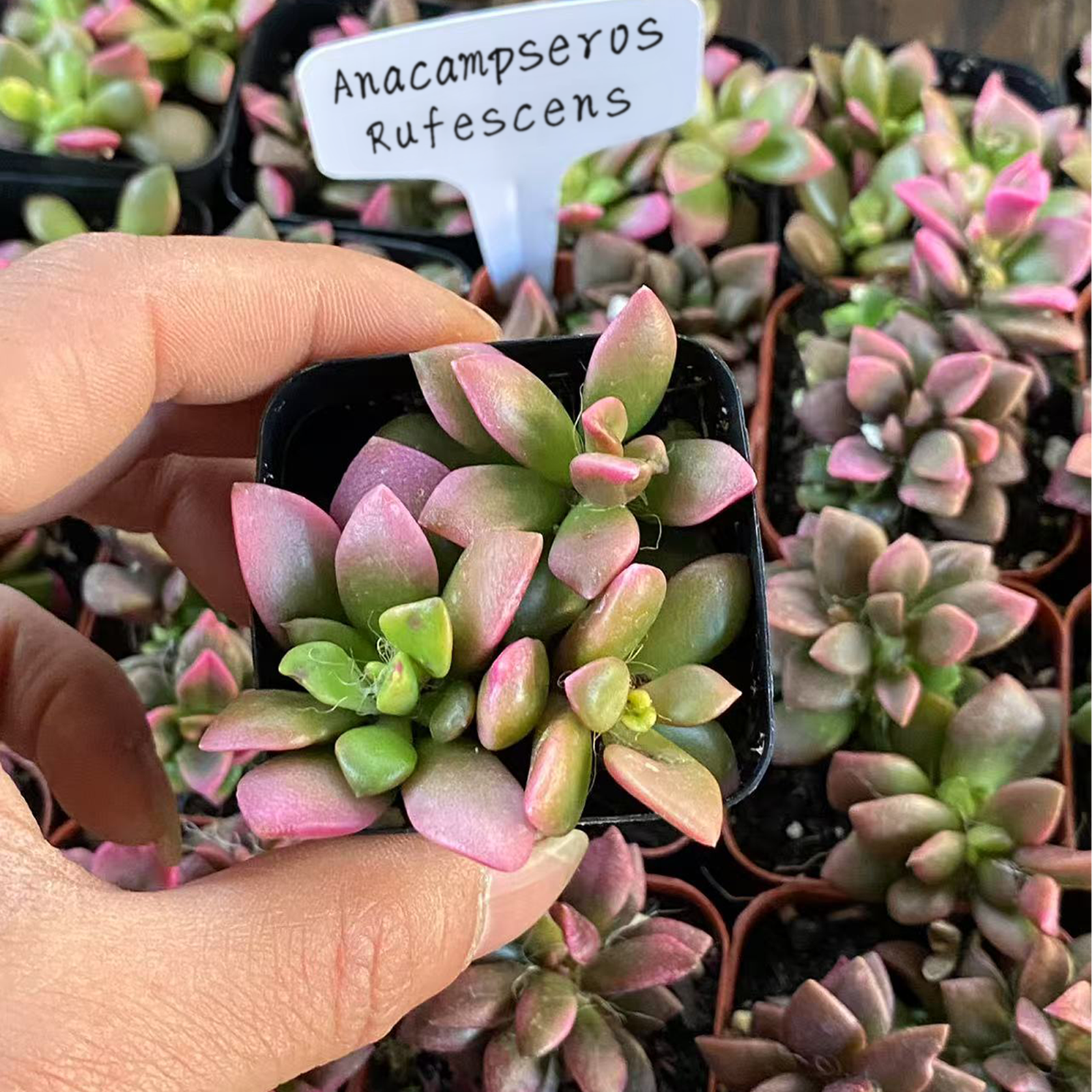 Anacampseros Rufescens Live Succulent Cluster, Rooted Plant in 2-Inch Pot, Colorful Variegated Houseplant, Gift for Easter, Home, Office, Holiday, or Party Favor-DUOROU