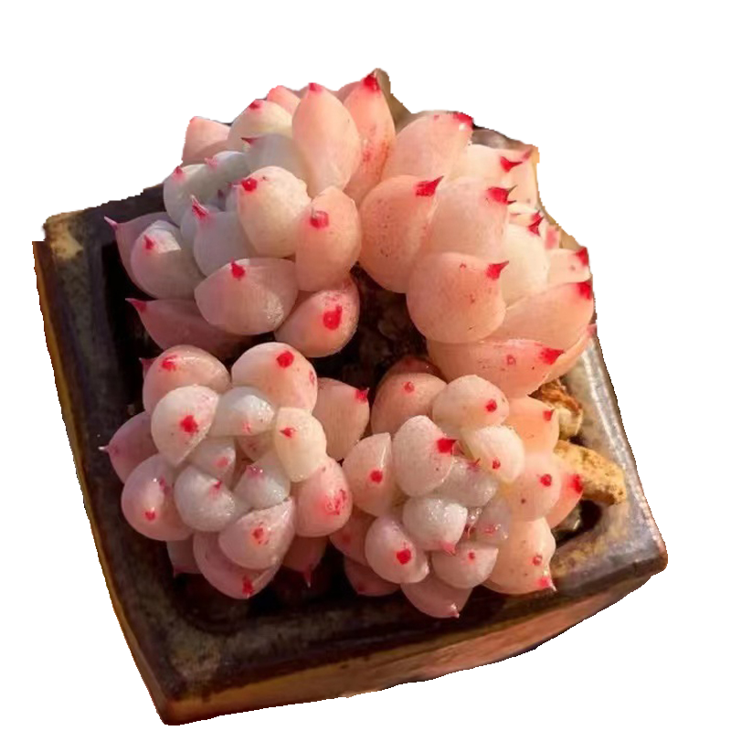 Shop Succulents Unique Succulent "Ru Meng Ling"-Plant Pack Collection,Rare Live Succulent Plants,  Assorted Real Succulents Potted in 2" Starter Pot with Soil Mix, Rare Small Indoor House Plants for Home Garden Wedding Decor Party Favor-DUOROU