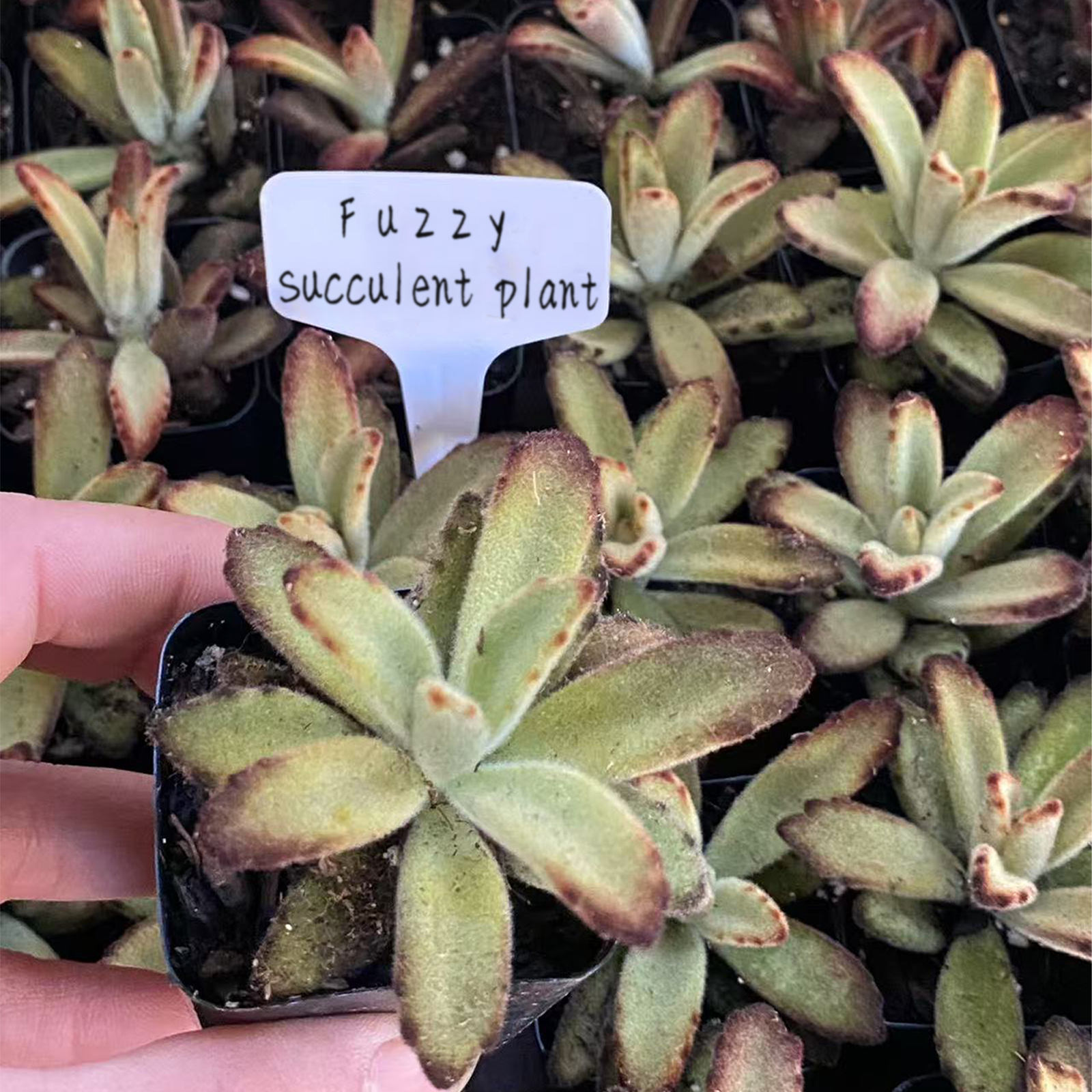 Kalanchoe tomentosa Live Succulent, Rooted Plant in 2-Inch Pot, Cute Animal-Like Fuzzy Leaves, Great for Kids, Friends, Colleagues, Easy Care, Home or Balcony Decor-DUOROU