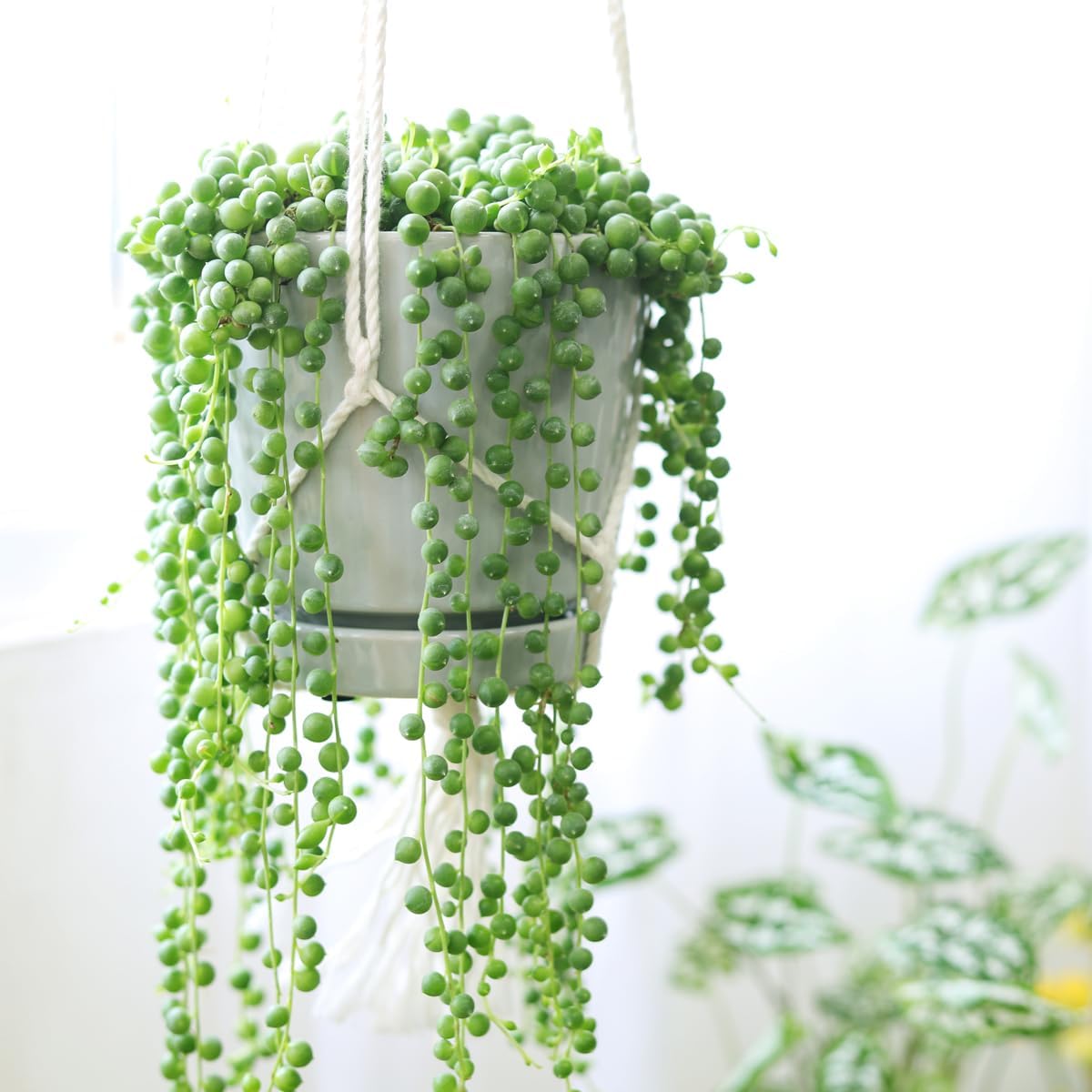 String of Pearls Senecio Rowleyanus,Live succulent Rooted in a 2-inch pot - Best Trailing & Climbing Indoor Plant - Indoor Plant for Home Office-DUOROU