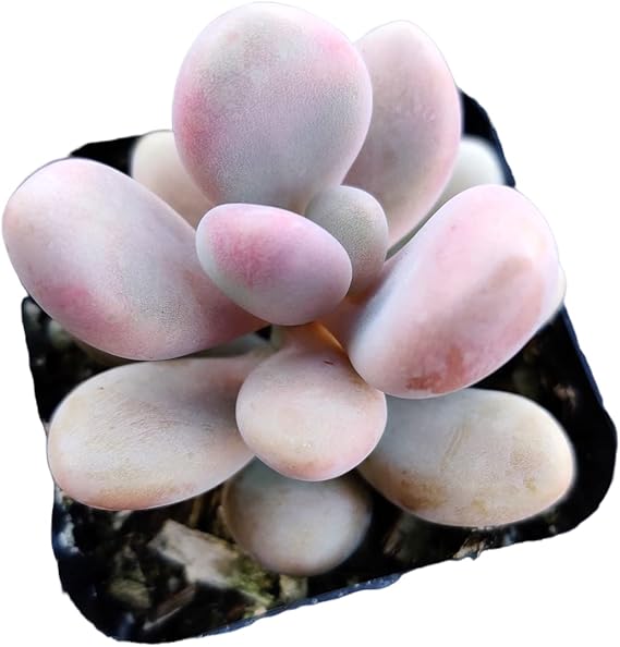 Pachyphytum oviferum & Pink Moonstone Succulents, Rare Smal
ndoor House Plants for Home Garden
Wedding Decor Party Favor.-DUOROU