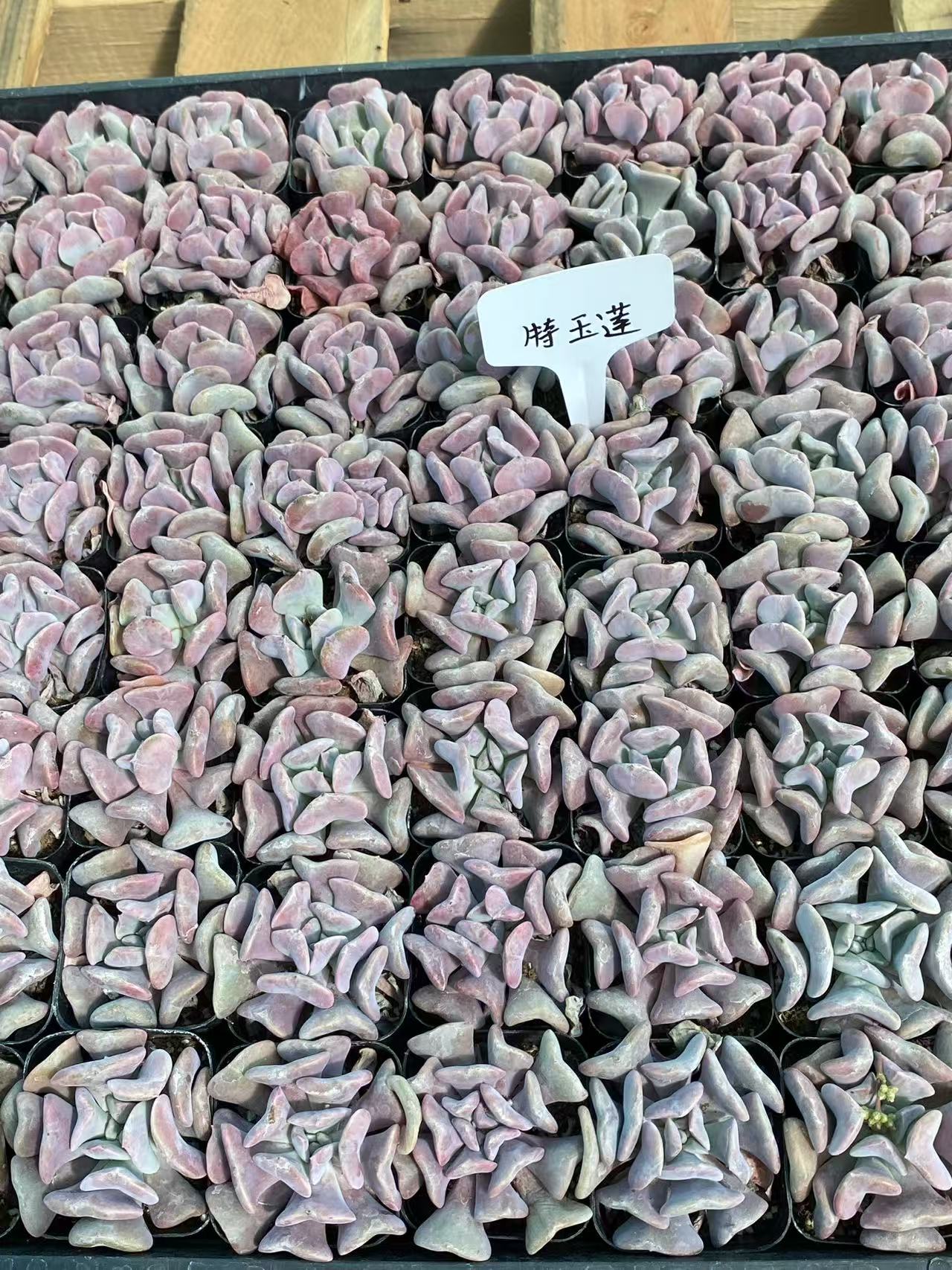 Echeveria 'Exotic' , Live succulent Rooted in a 2-inch pot, Cute collection of mini succulent plants to inspire, gift, and decorate-DUOROU