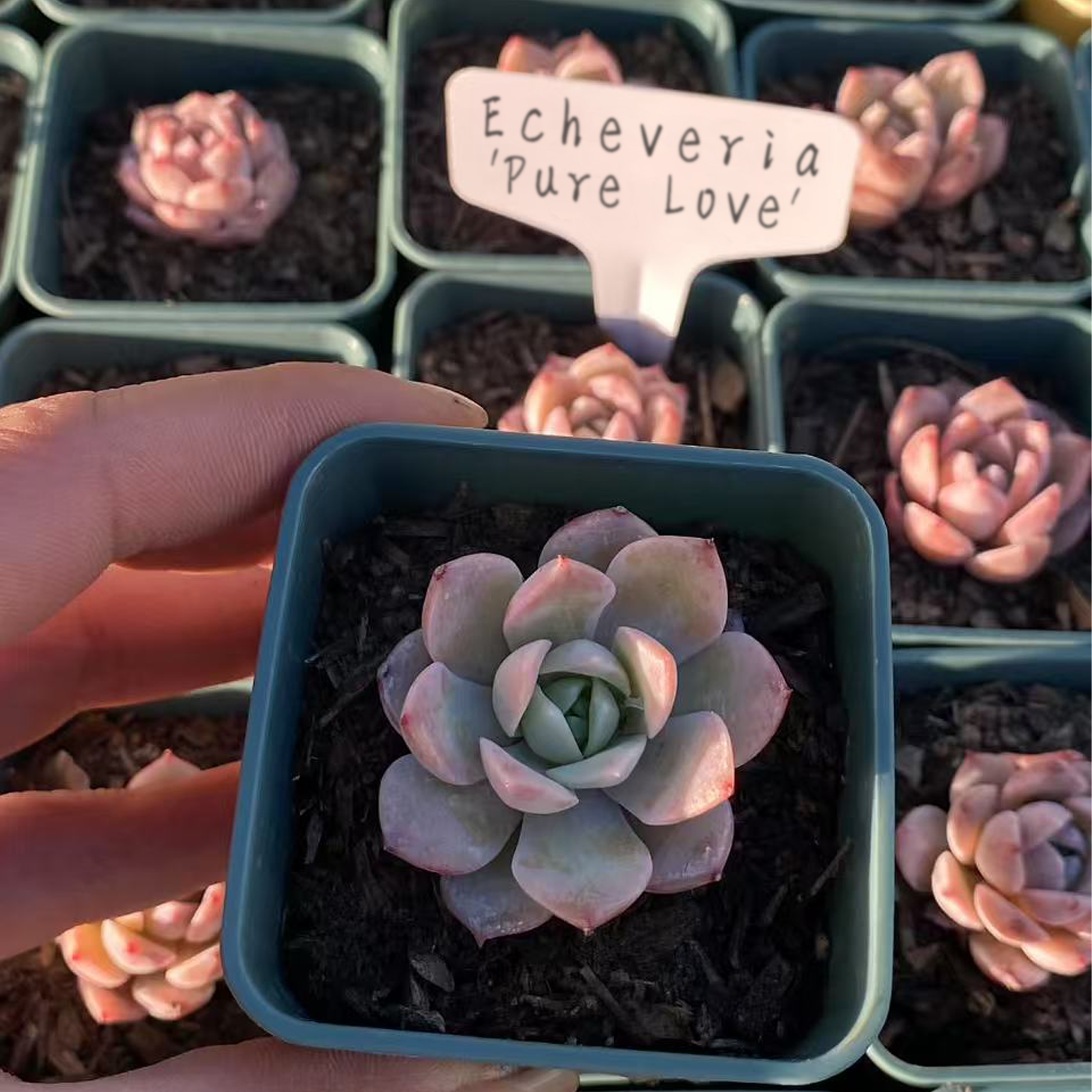 Echeveria 'Pure Love', Rare Live Succulent Rooted in a 2-inch pot, Home Office Indoor Outdoor Wedding Decoration DIY Projects Party Favor-DUOROU