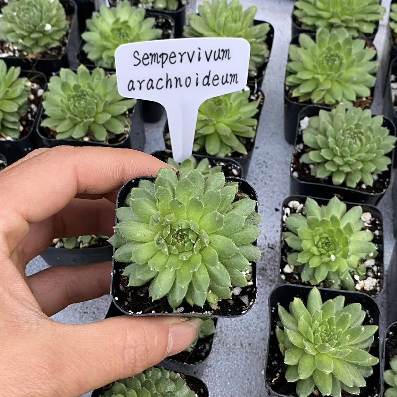 Sempervivum arachnoideum'Cebenese', Live Mini Succulent Plants Rooted in a 2-inch pot, Low Maintenance, Coworker Thank You Gifts, Flower Cactus Planter Gifts, Farewell Going Away Appreciation Inspirational Gifts for Women Men Boss Lady Manager Coworkers-DUOROU