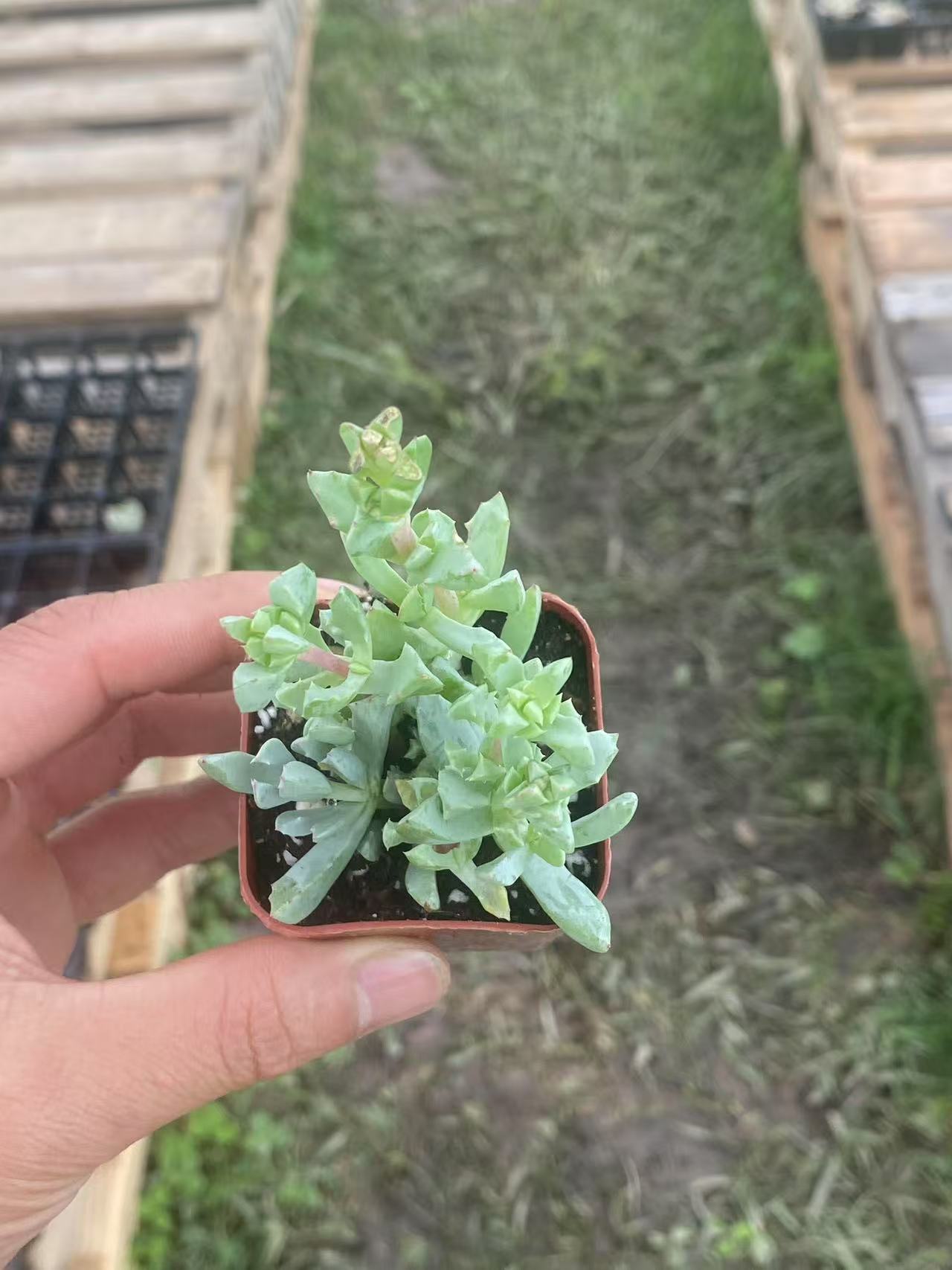 Oscularia Pedunculata, Live Succulent Fully Rooted  2 inch , House Plant for Indoor Outdoor Home Office Wedding Decoration Party Favor-DUOROU