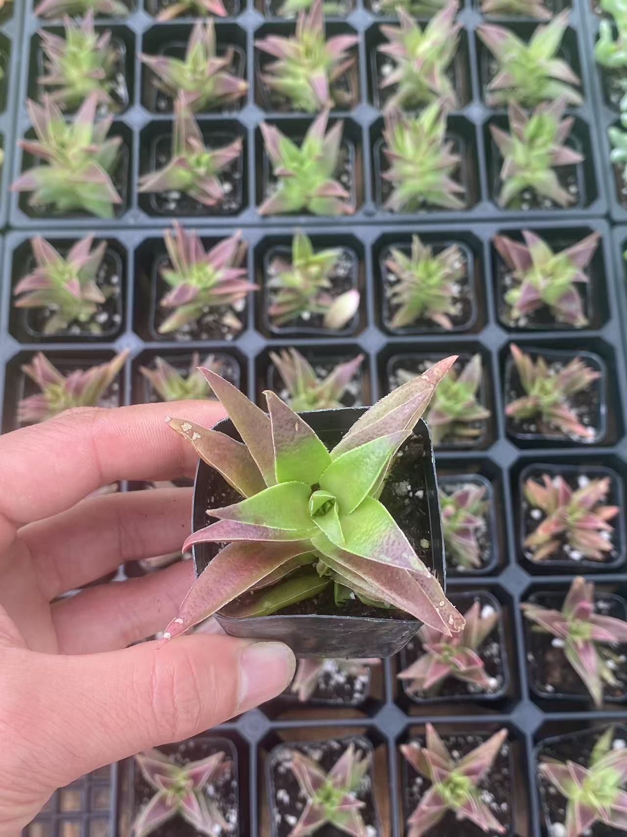 Crassula Fusca, Live Mini Succulent Plants Rooted 2-inch pot. Vibrant colors, easy to grow, sun-loving—perfect gift for friends, coworkers, or succulent lovers-DUOROU