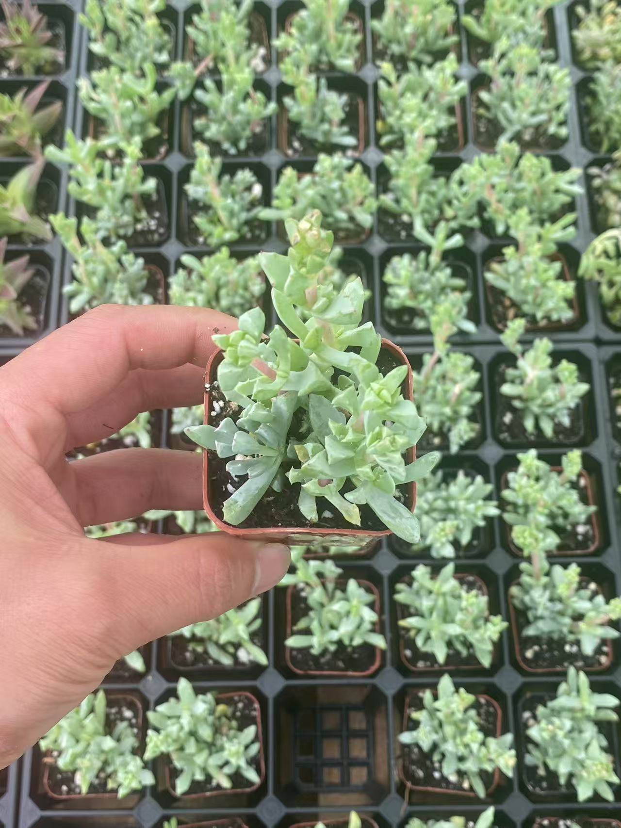 Oscularia Pedunculata, Live Succulent Fully Rooted  2 inch , House Plant for Indoor Outdoor Home Office Wedding Decoration Party Favor-DUOROU