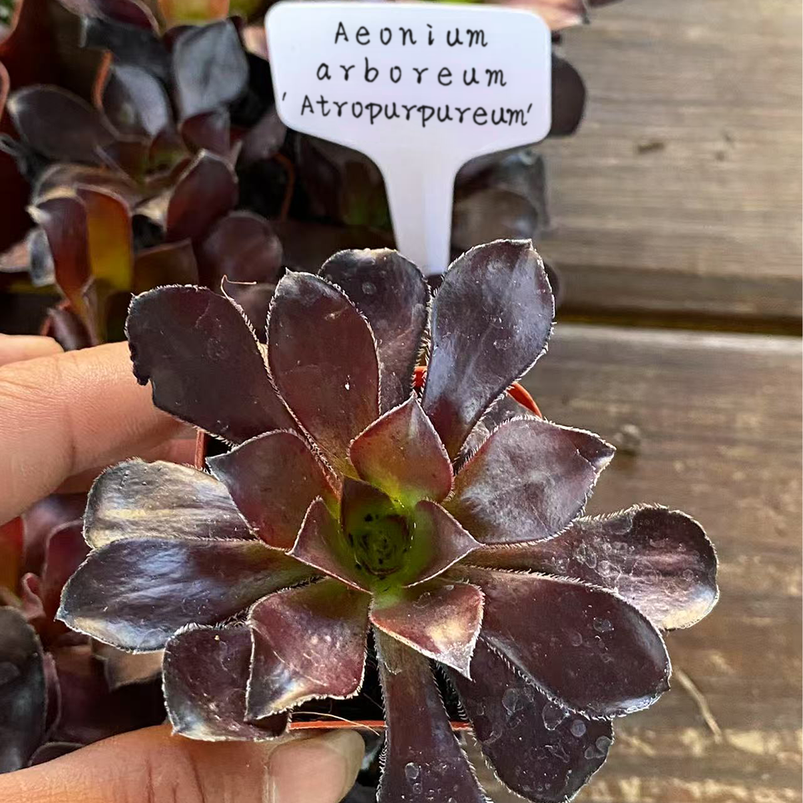 Aeonium 'Zwartkop' Black Rose Succulent, Rooted in 2-Inch Pot, Striking Purple Tones, Easy Care Plant for Balcony, Easter, Party Favors, Home or Office Decoration-DUOROU