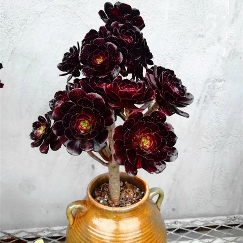 Aeonium 'Zwartkop' Black Rose Succulent, Rooted in 2-Inch Pot, Striking Purple Tones, Easy Care Plant for Balcony, Easter, Party Favors, Home or Office Decoration-DUOROU
