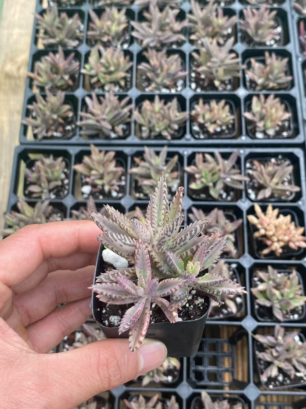 Kalanchoe Delagoensis, Mothers of Thousands,Live succulent rooted in 2-inch pot, Cute collection of mini succulent plants to inspire, gift, and decorate.-DUOROU