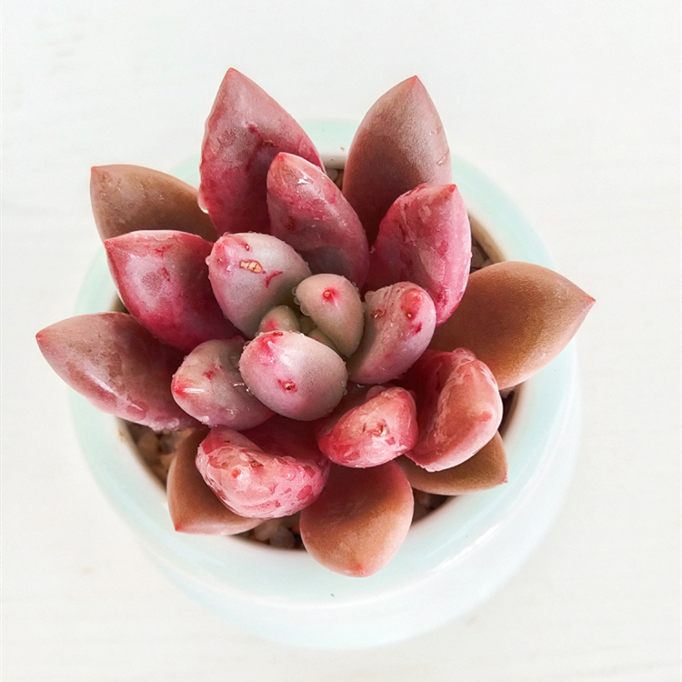 Echeveria 'Peach Blossom' Succulent, Rooted in 2-Inch Pot, Easy-Care Indoor Houseplant, Colorful Decorative Plant for Easter, Office, Gifts, Party Favors, or Garden-DUOROU