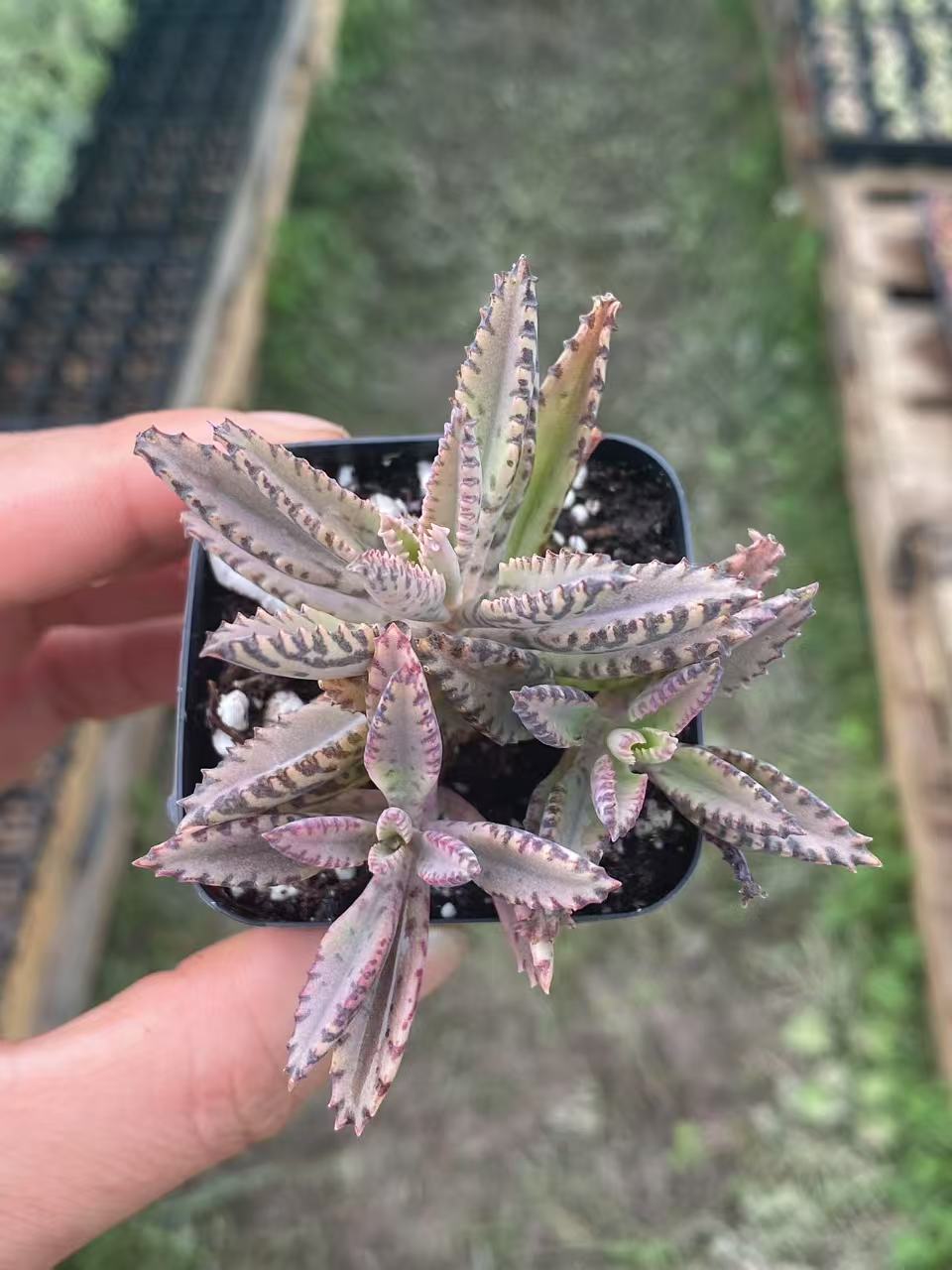 Kalanchoe Delagoensis, Mothers of Thousands,Live succulent rooted in 2-inch pot, Cute collection of mini succulent plants to inspire, gift, and decorate.-DUOROU