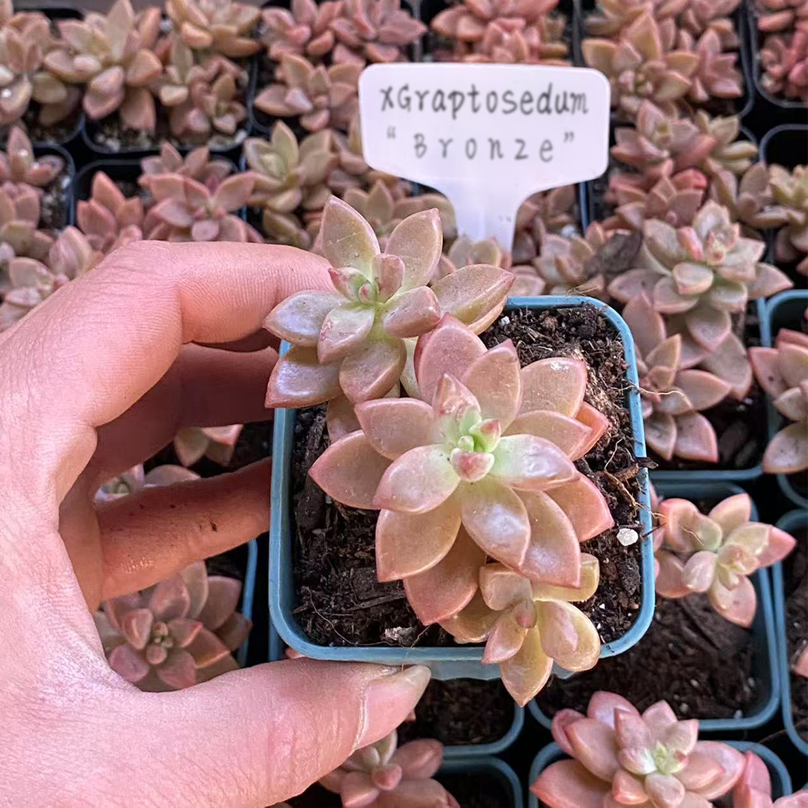 Live Succulent xGraptosedum “Bronze”Rooted in a 2-inch pot with Soil Mix, Succulents Plants Live, Rare House Plant for Home Office Wedding Indoor Outdoor Decoration, DIY Projects by The Succulent Cult-DUOROU